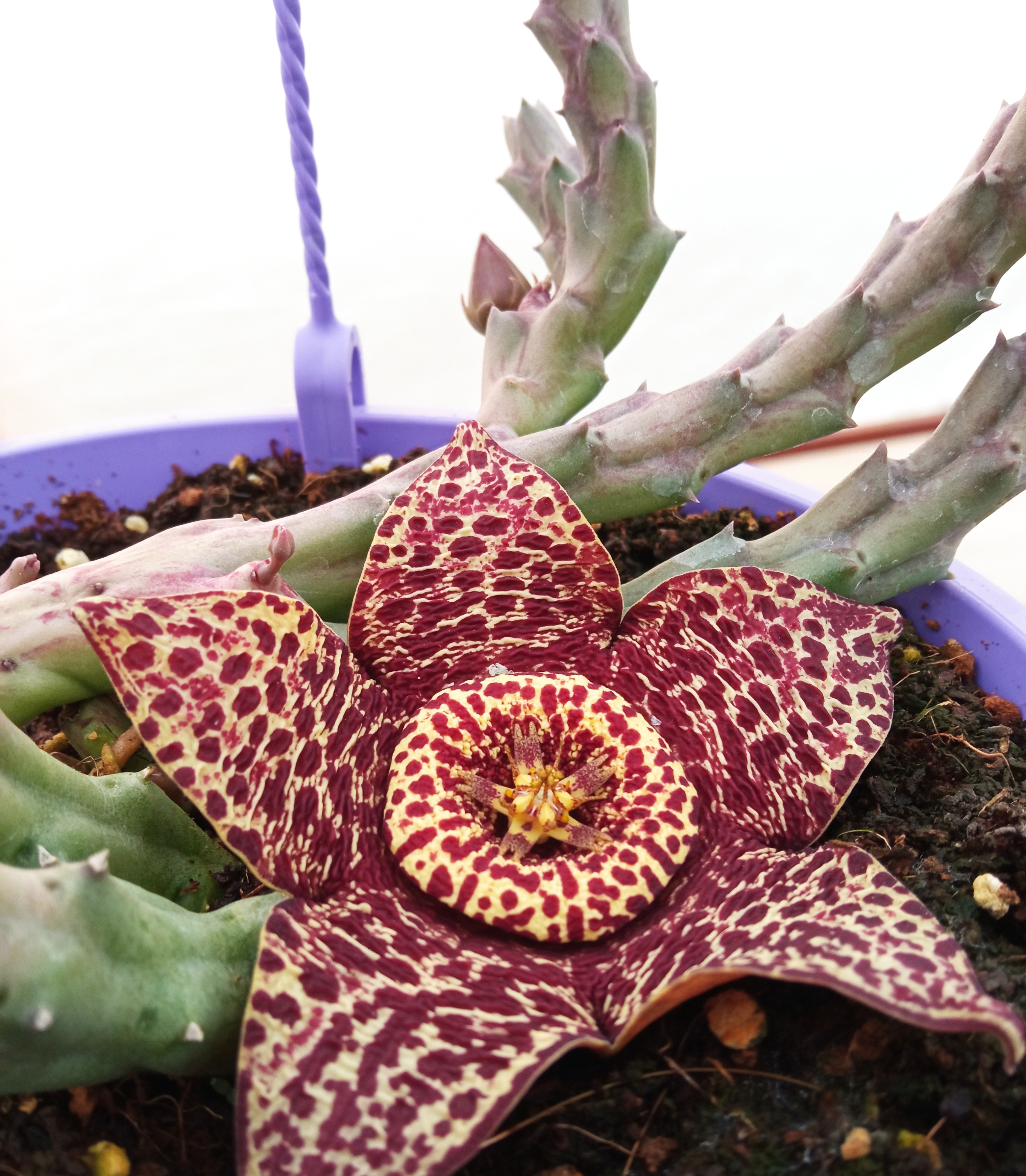 Stapelia. It looks beautiful but unfortunately it smells like garbage