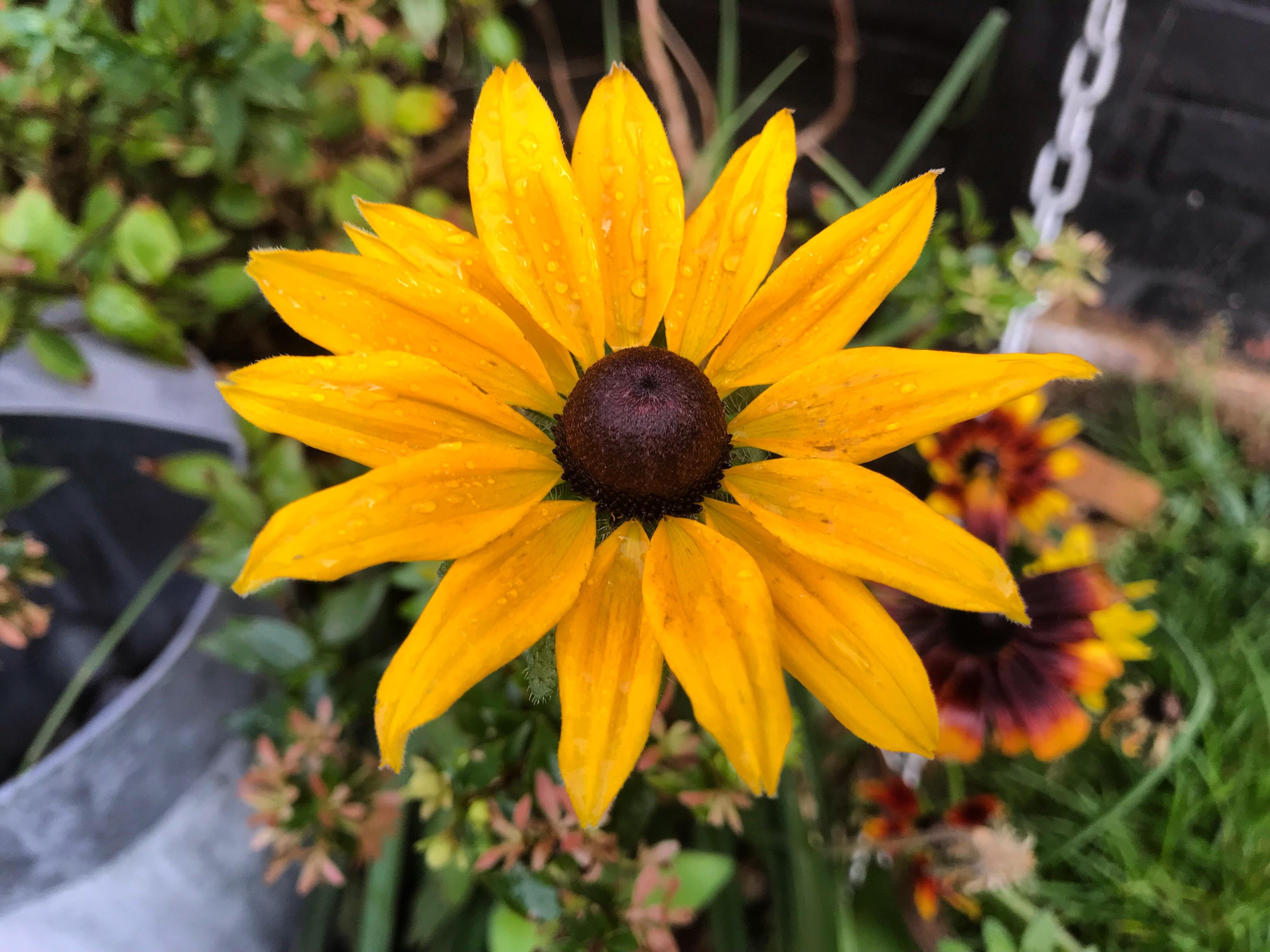 My rudbeckia is still in flower in January! Can you believe it