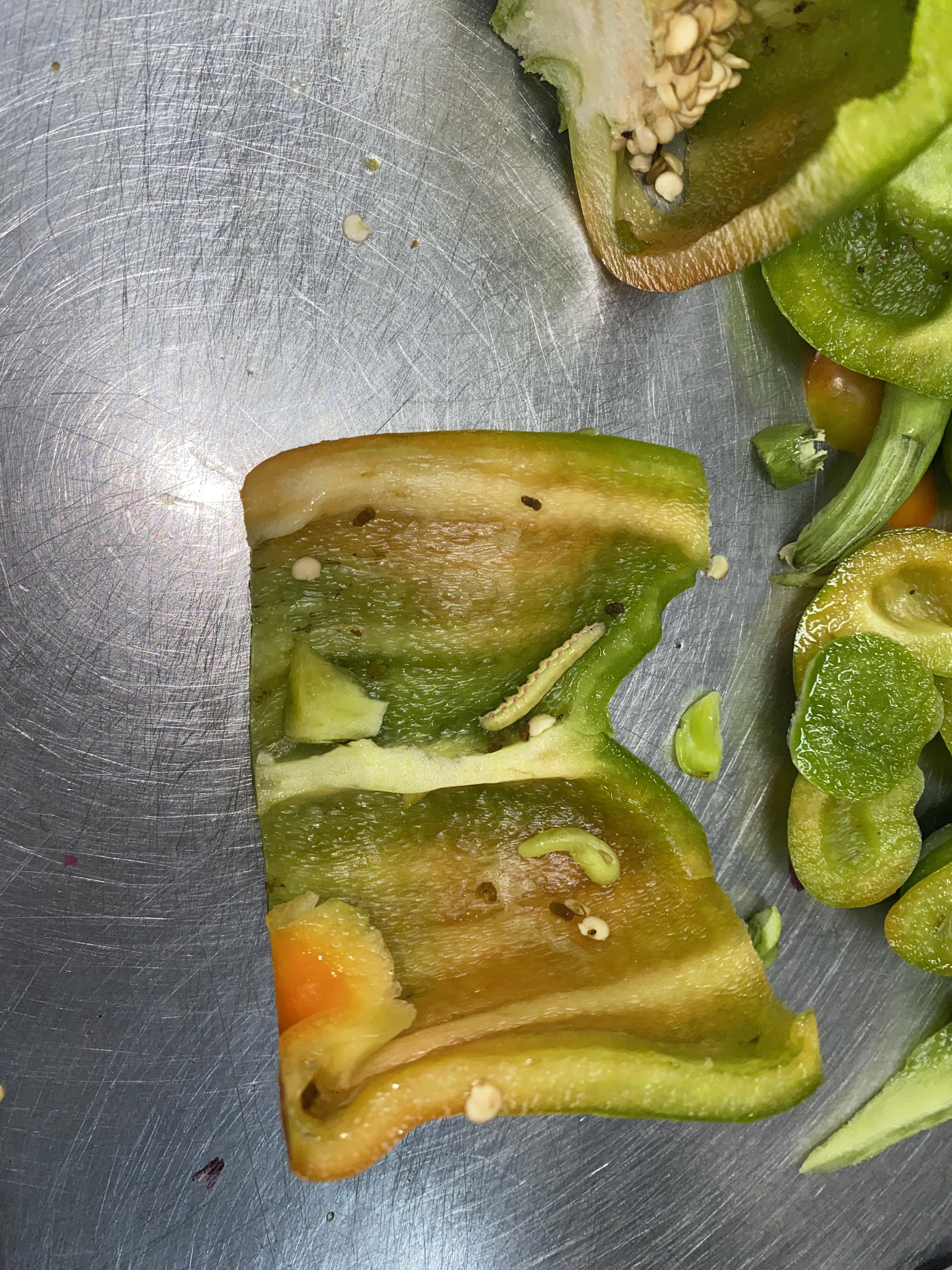 Caterpillar in the bell peppers 😂 r/subway