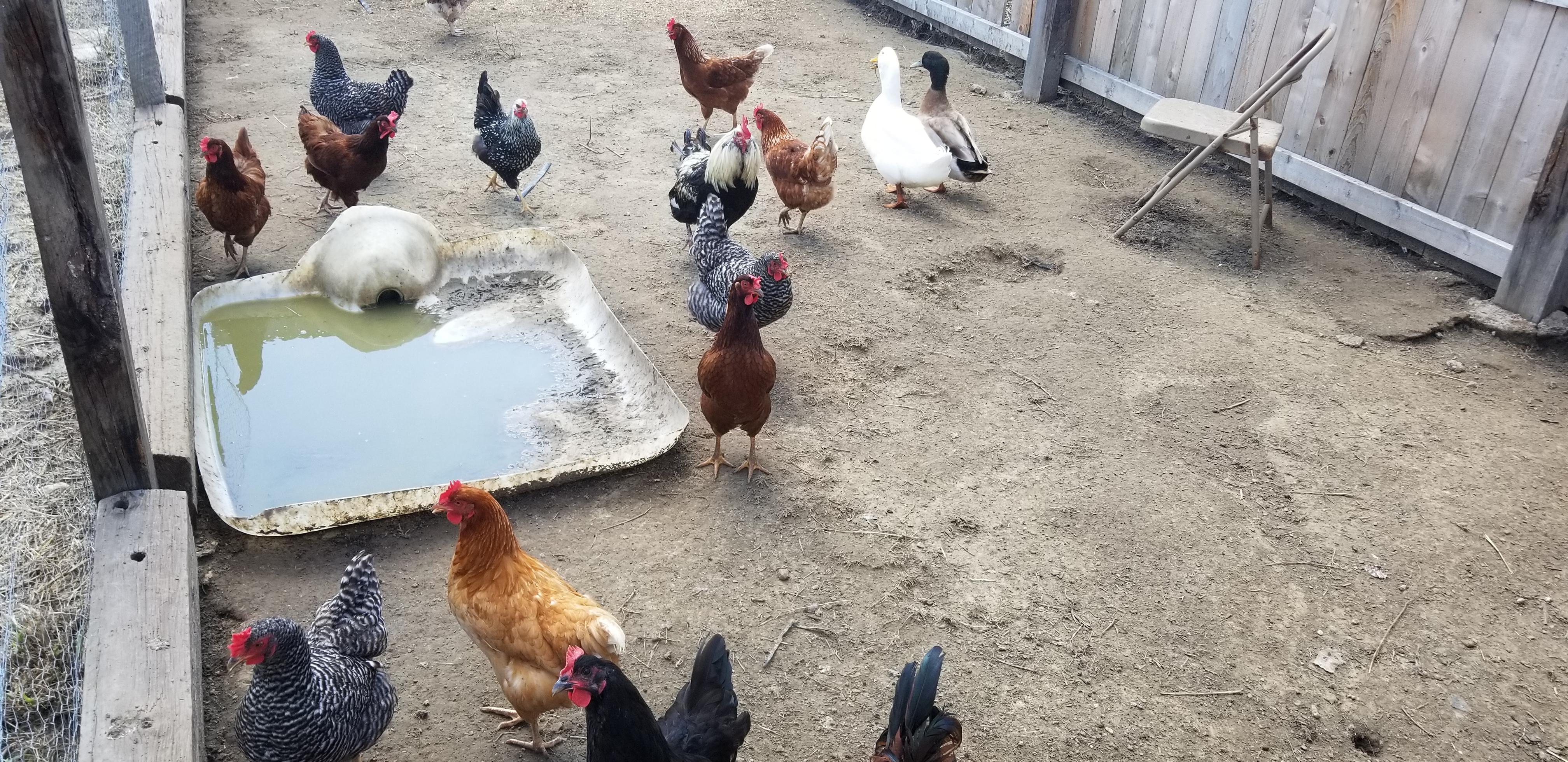 About to buy a home and the chickens come with it... can I get some