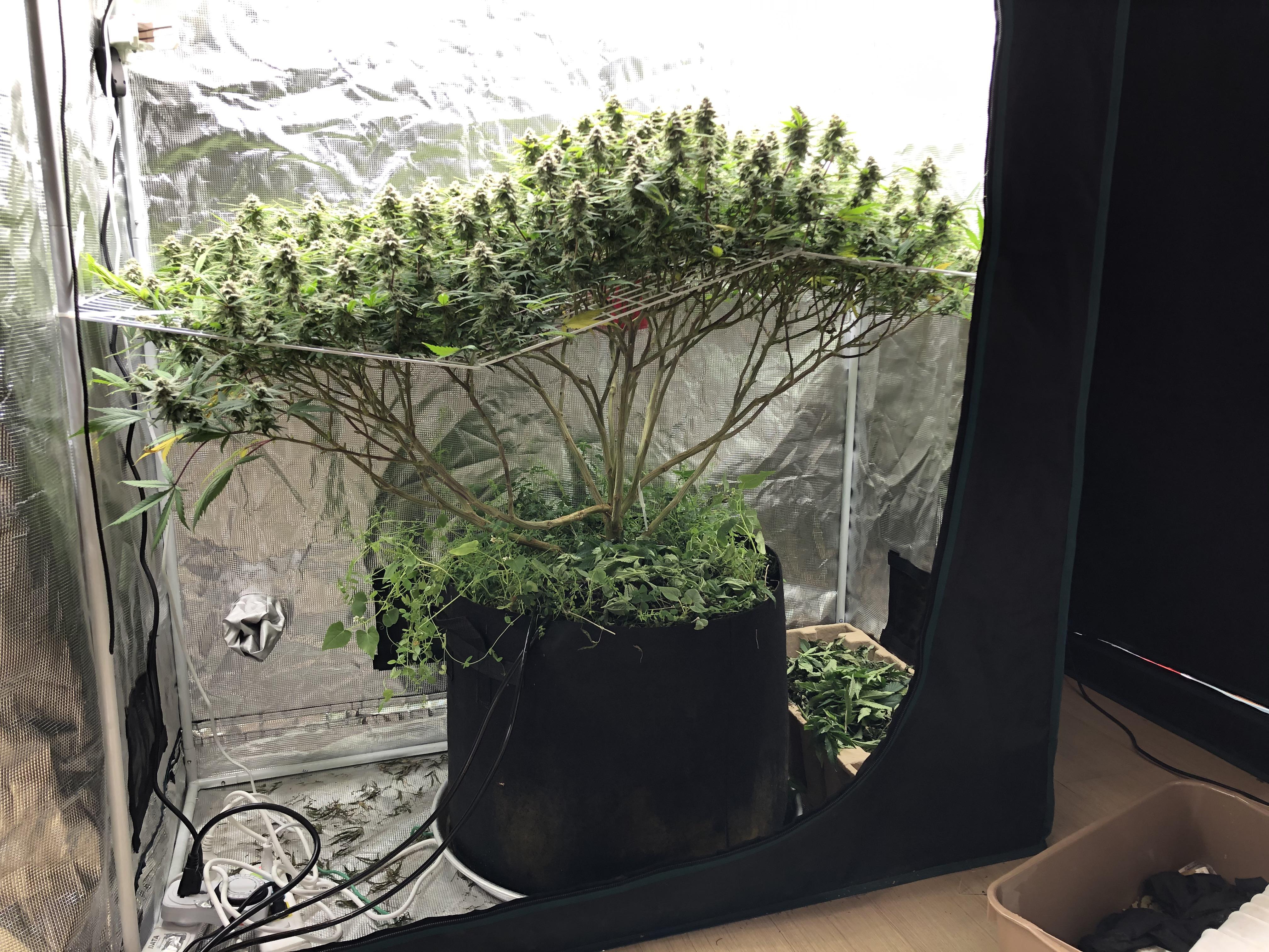 organic living soil indoor 420 bonsai r/microgrowery