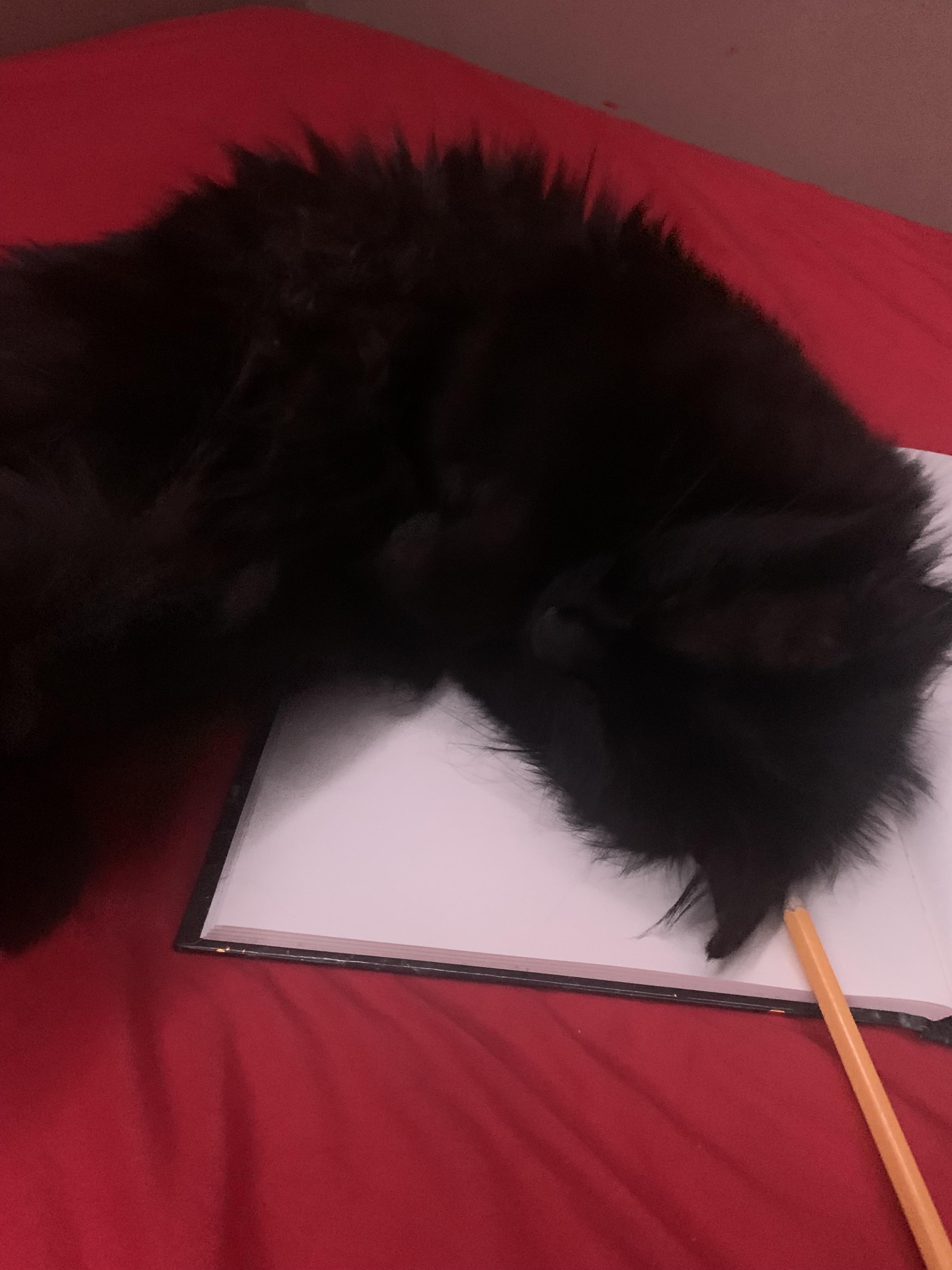 My cat is sleeping on my bed r/The8BitRyanReddit