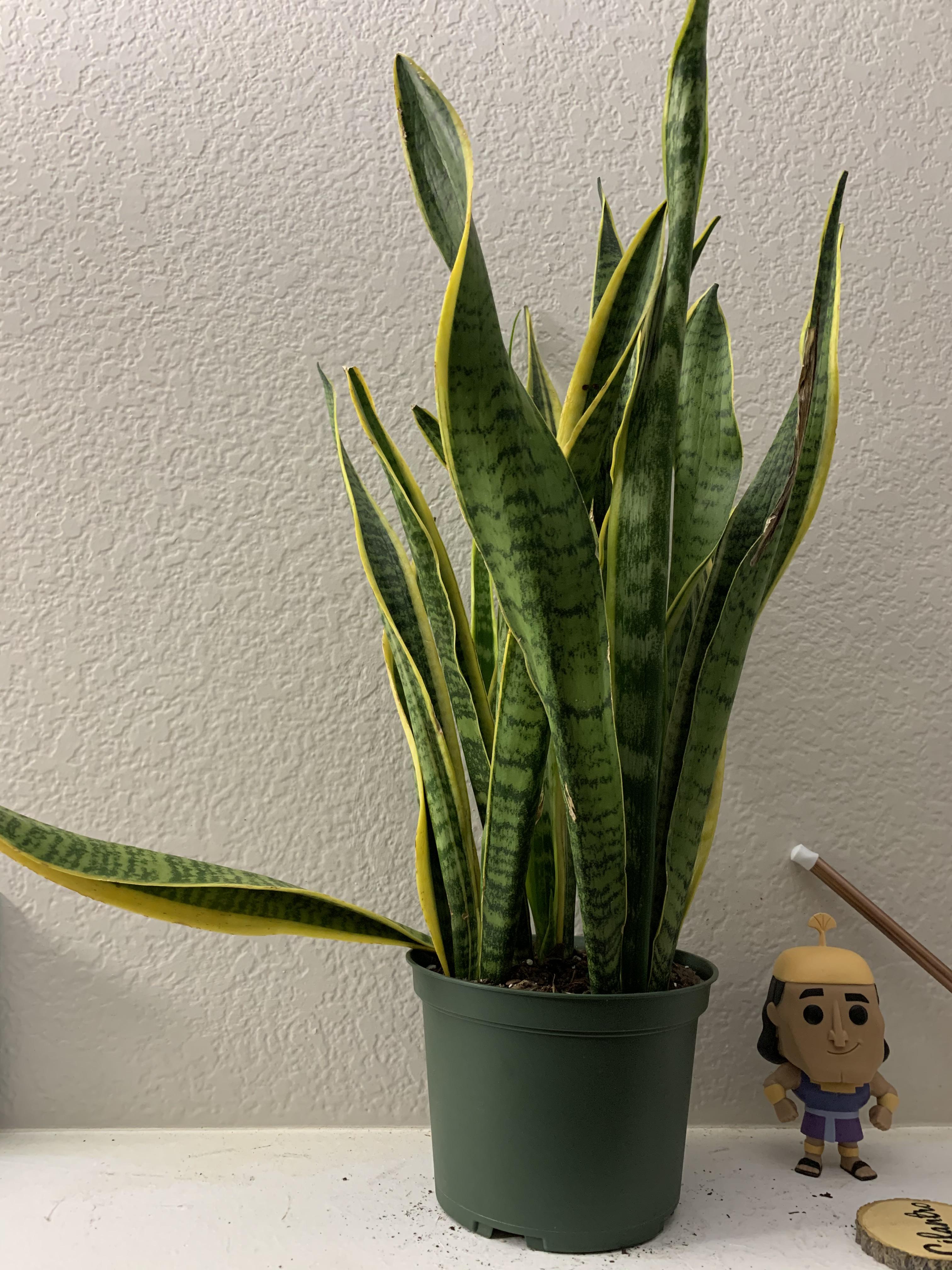 My snake plant’s leaf is dropping! plantclinic