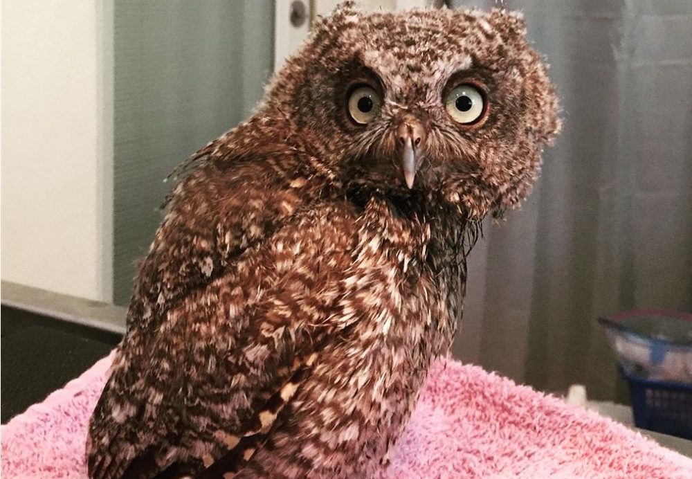 In honor of Super Owl Day Screech owls in Texas have been spotted