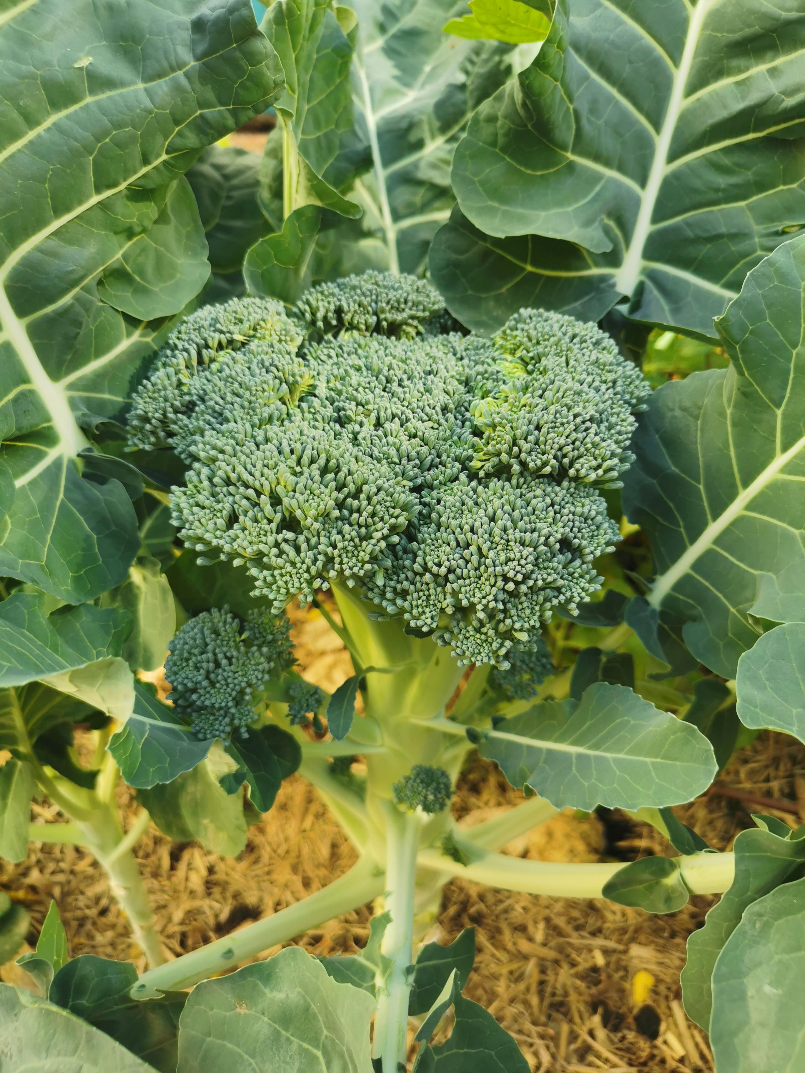 How and when to harvest my broccoli? r/vegetablegardening