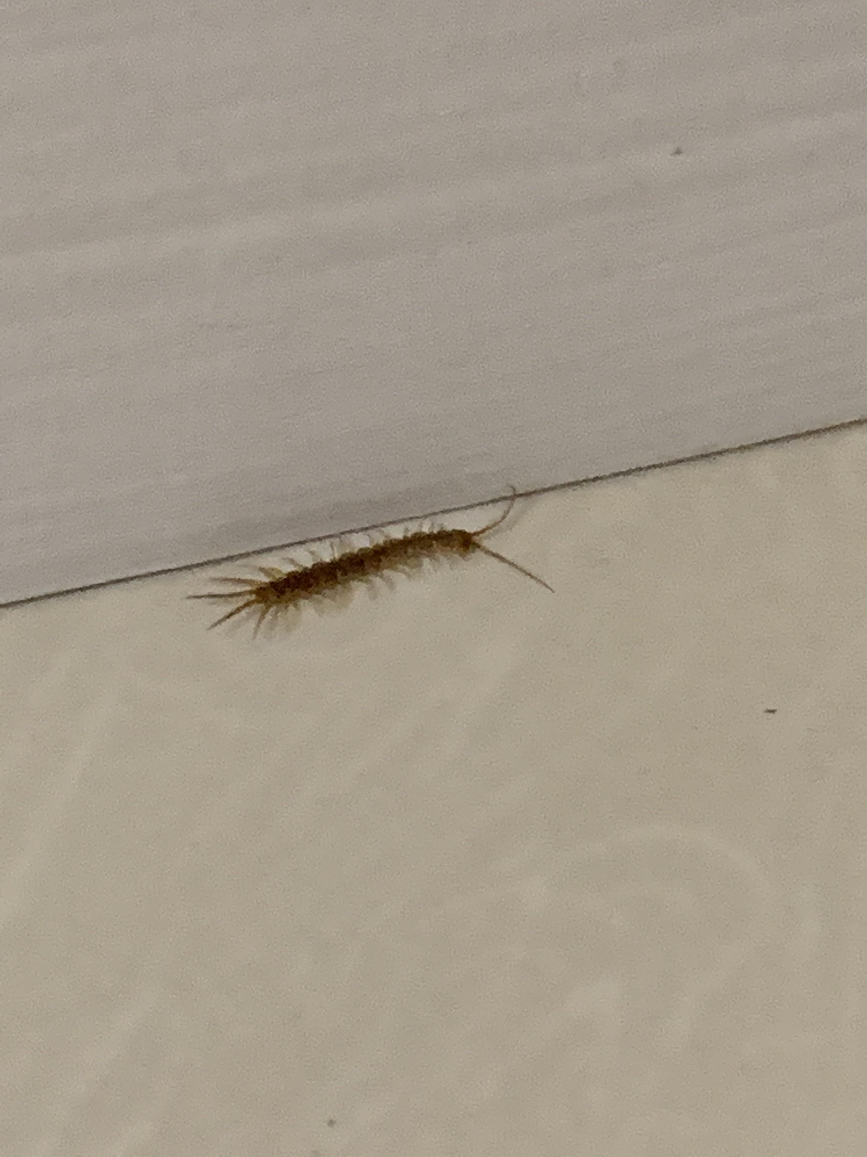 Baby house centipede? About 1 inch long in basement. Very fast! r