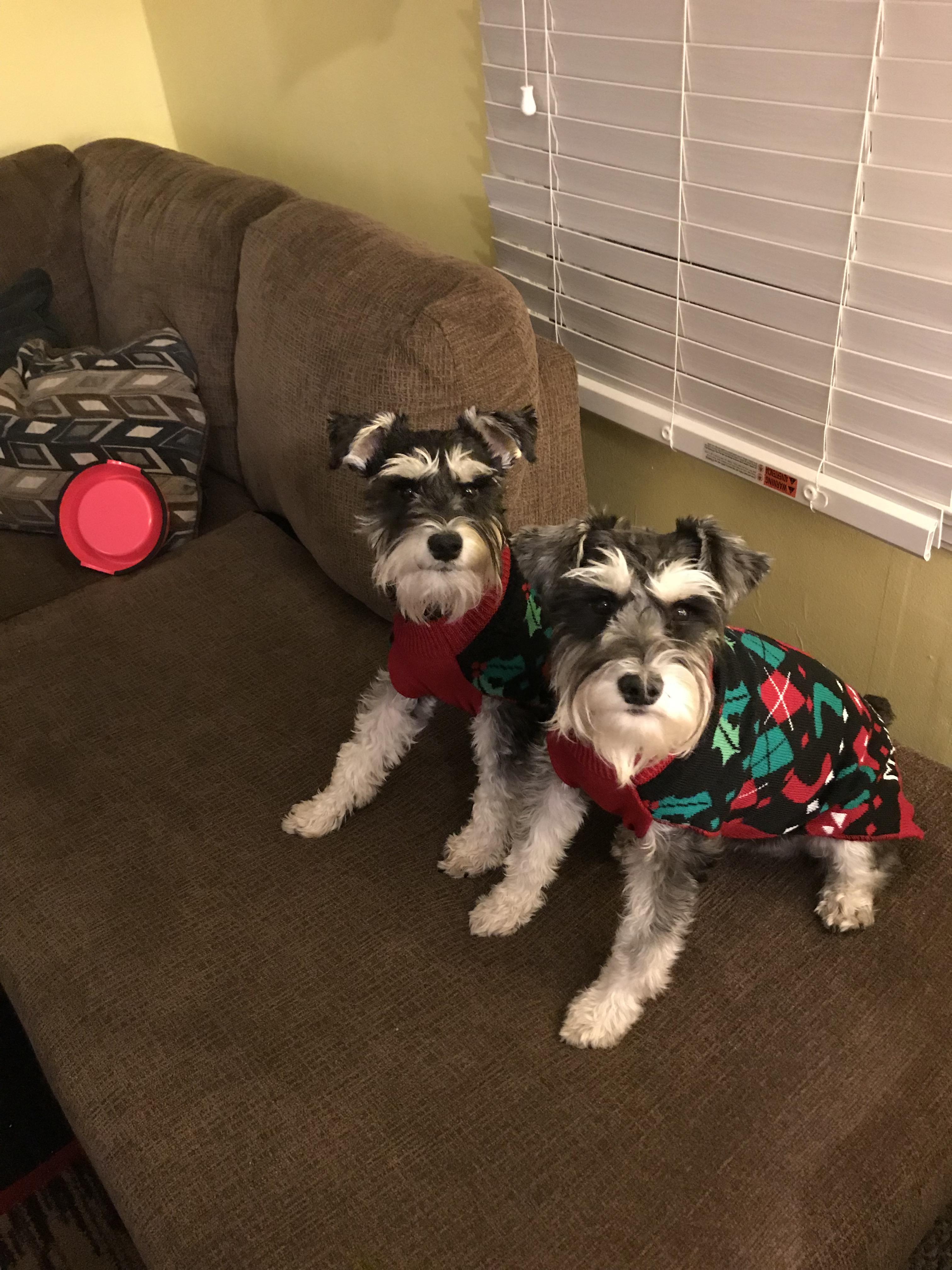 Matching Christmas sweaters! r/schnauzers