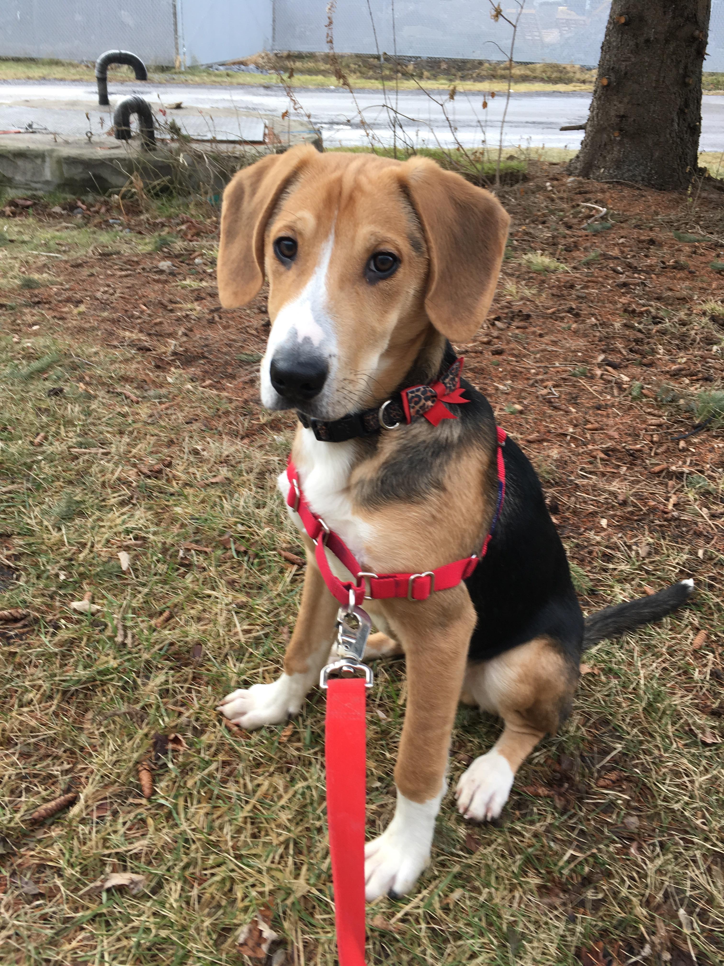 最高 50+ Foxhound Mix 倉庫番