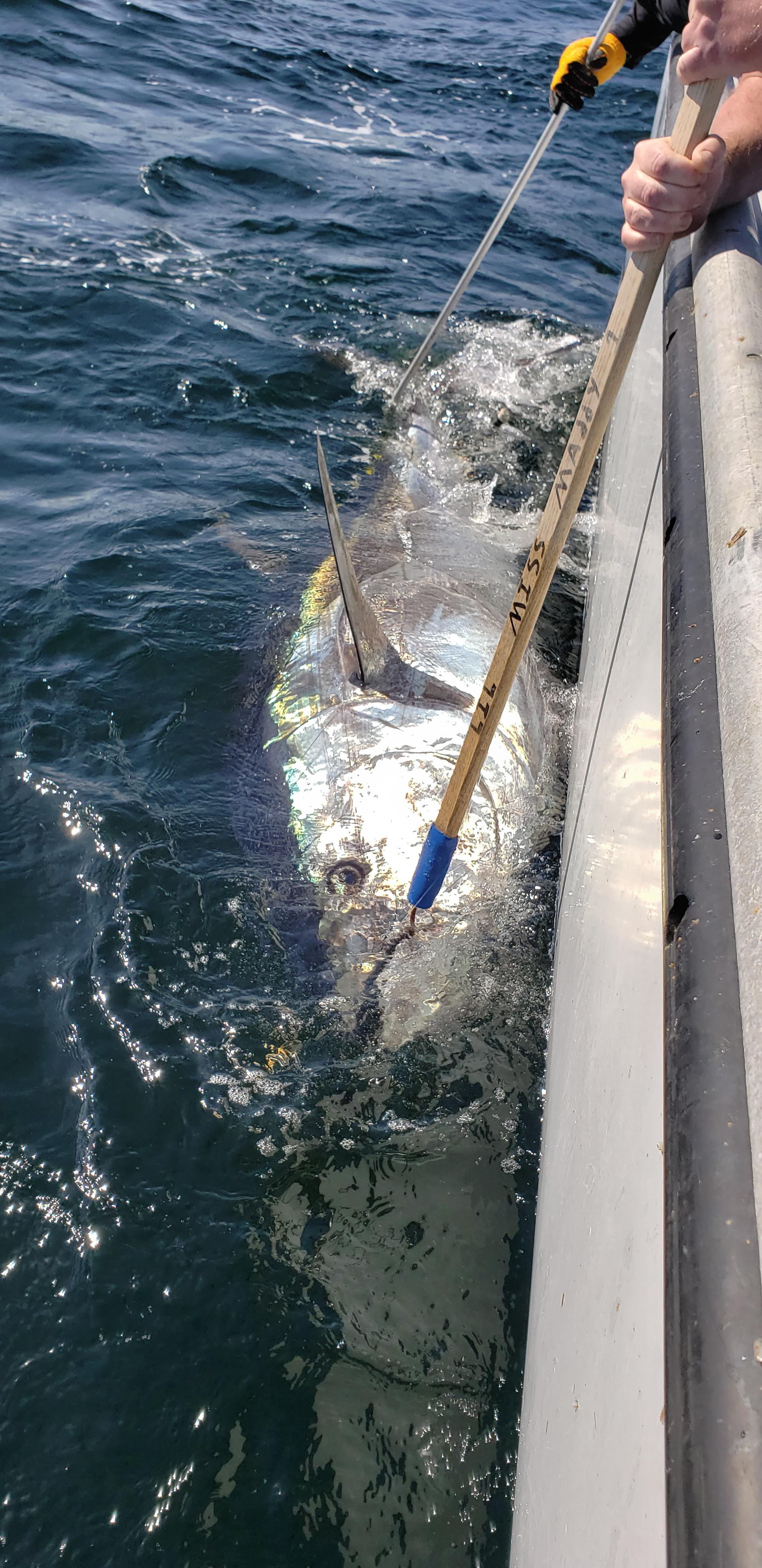 Went tuna fishing in Canada today and caught and released two giant