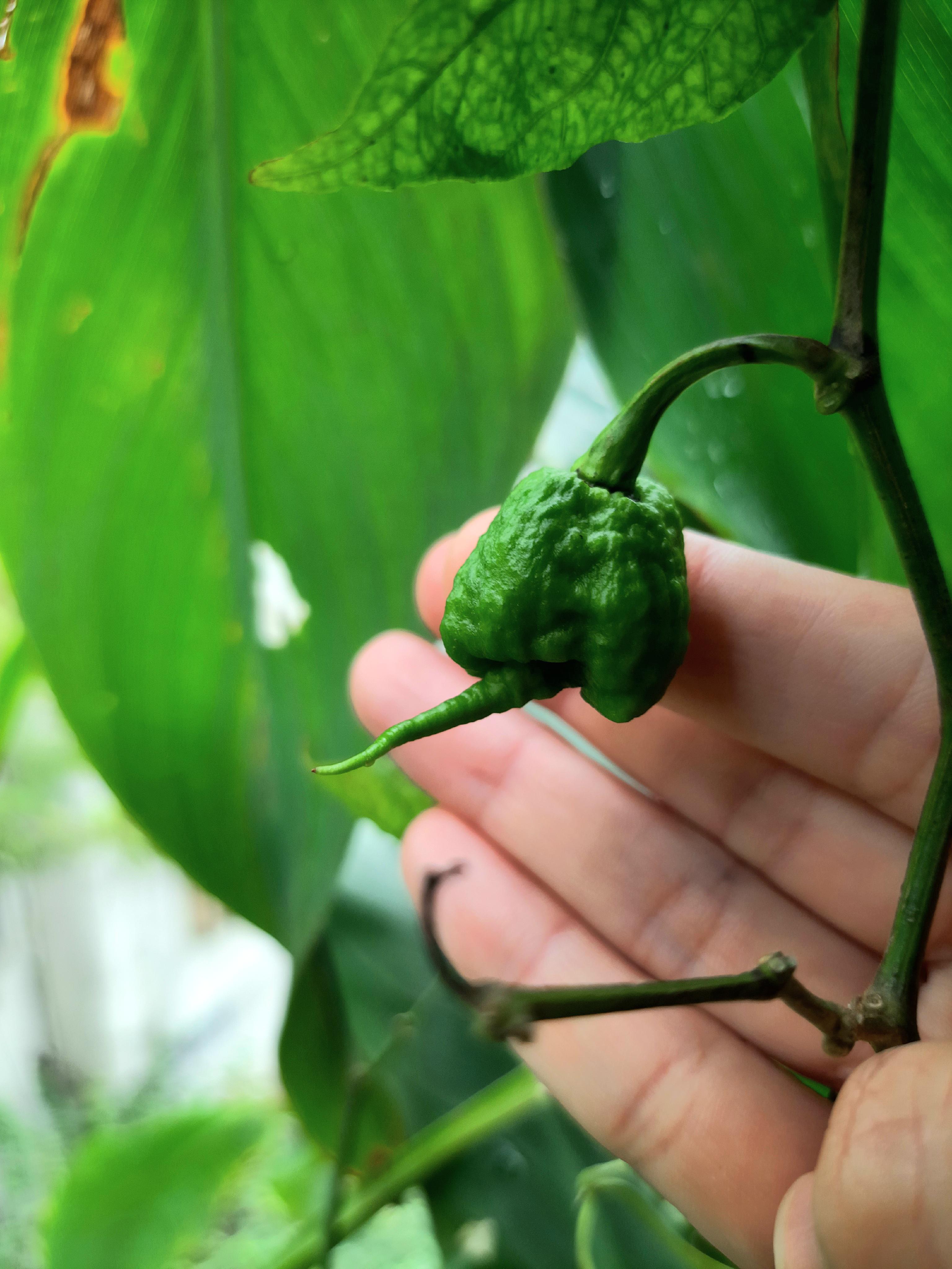 Reaper x SRTSL r/PepperLovers