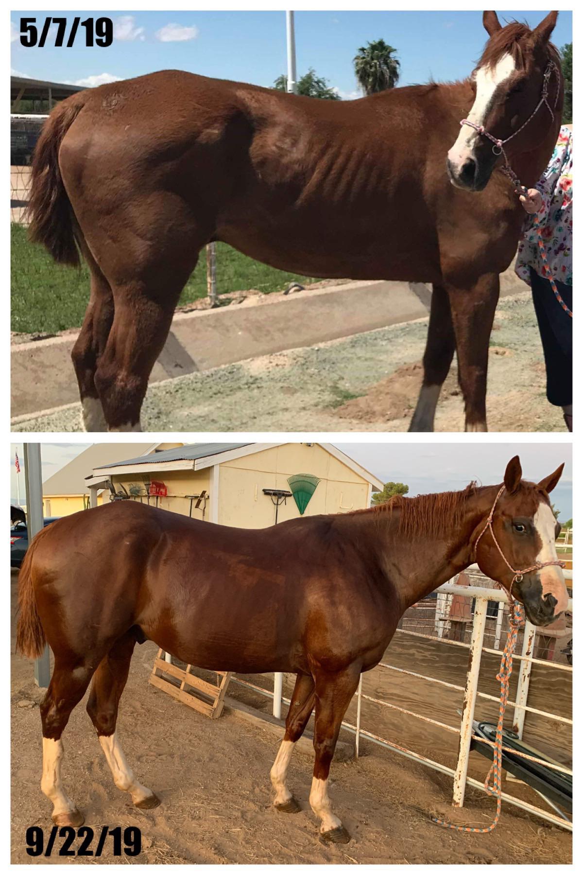 Harbor the kill pen horse is looking so much better! r/Horses