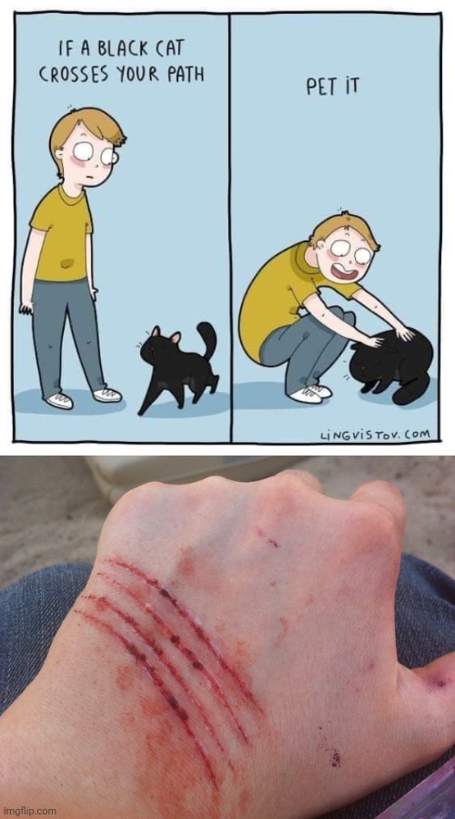 Don't touch stray Cats r/memes
