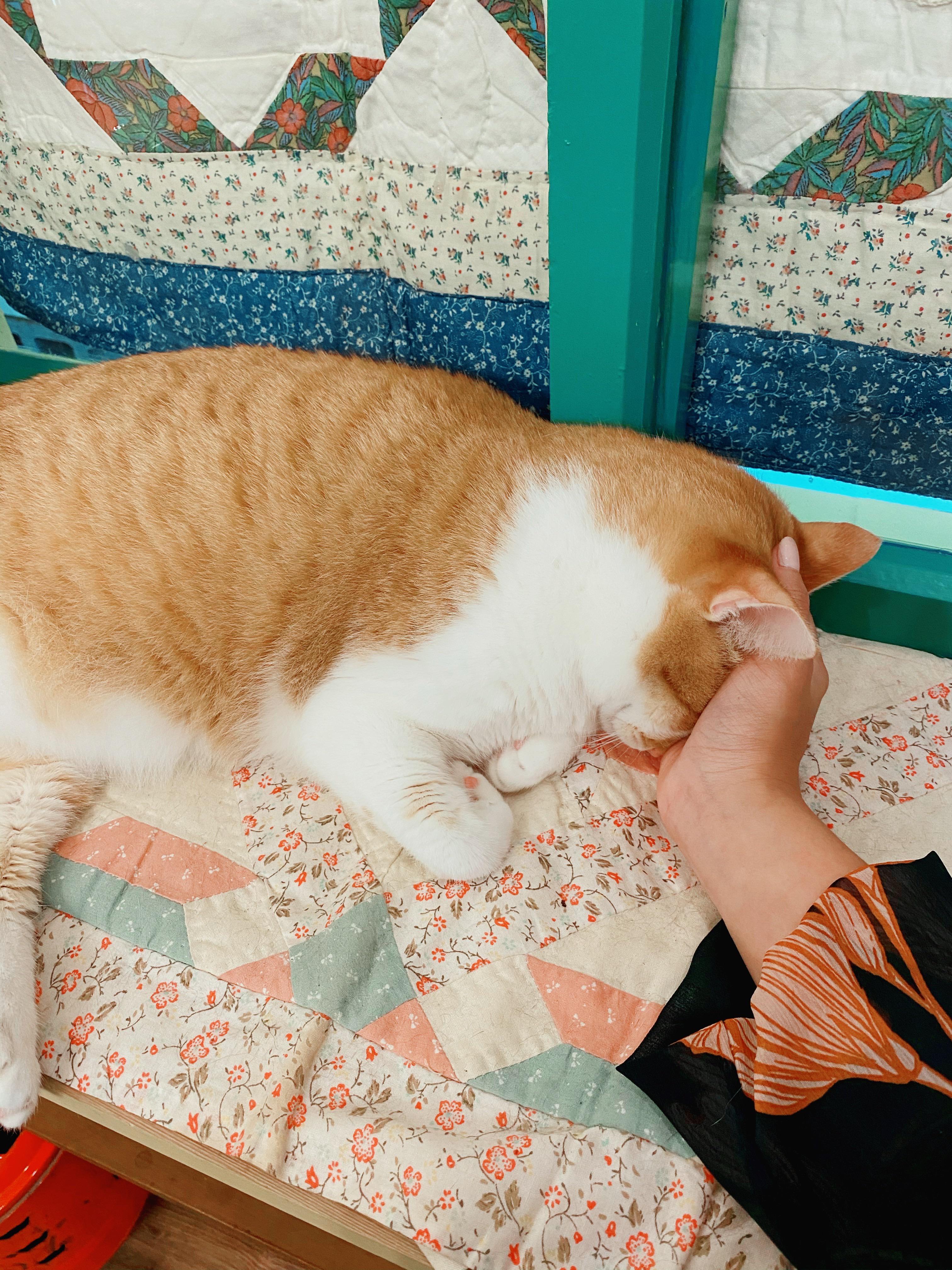 First time at a Taiwanese cat cafe while on vacation! This chonker took