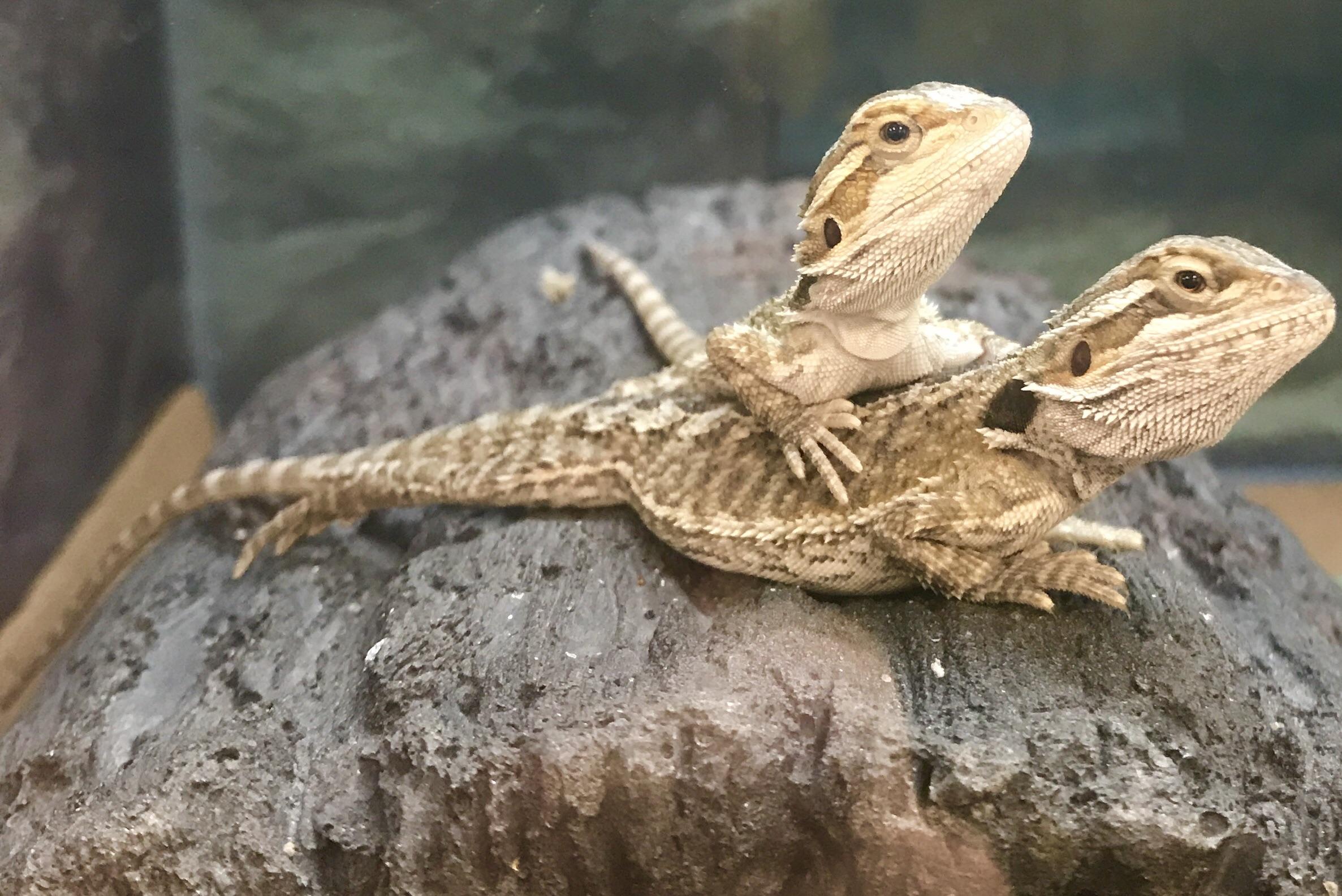 Petco Bearded Dragon