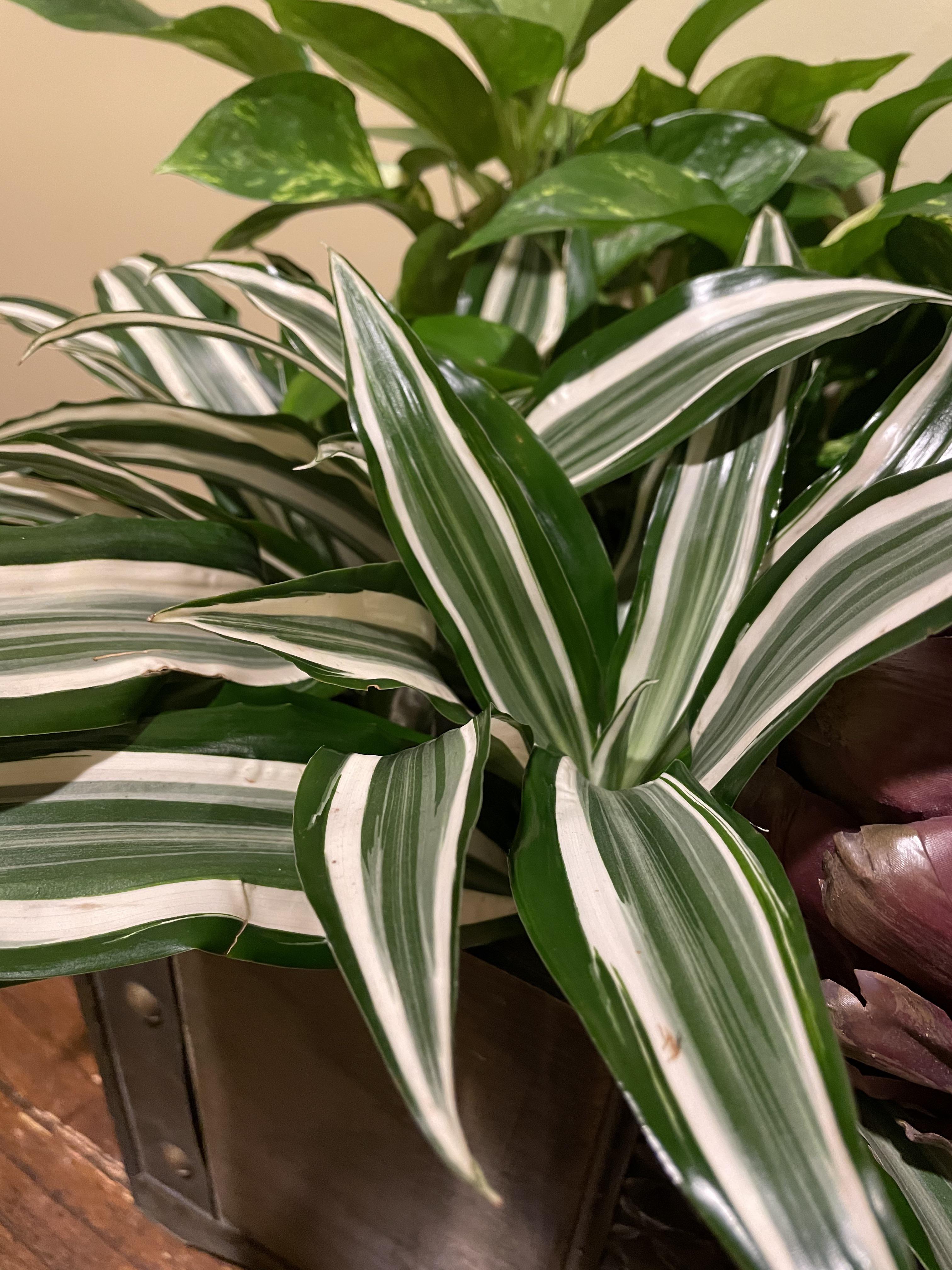My work has this beautiful indoor plant. Any ideas? r/PlantIdentification