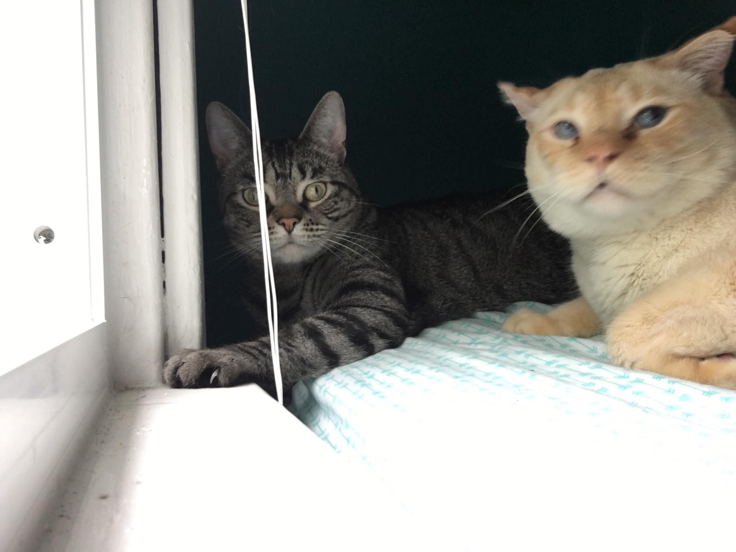 These are two of the most cuddly, supportive cats you’ll ever see..without any expectationsthey