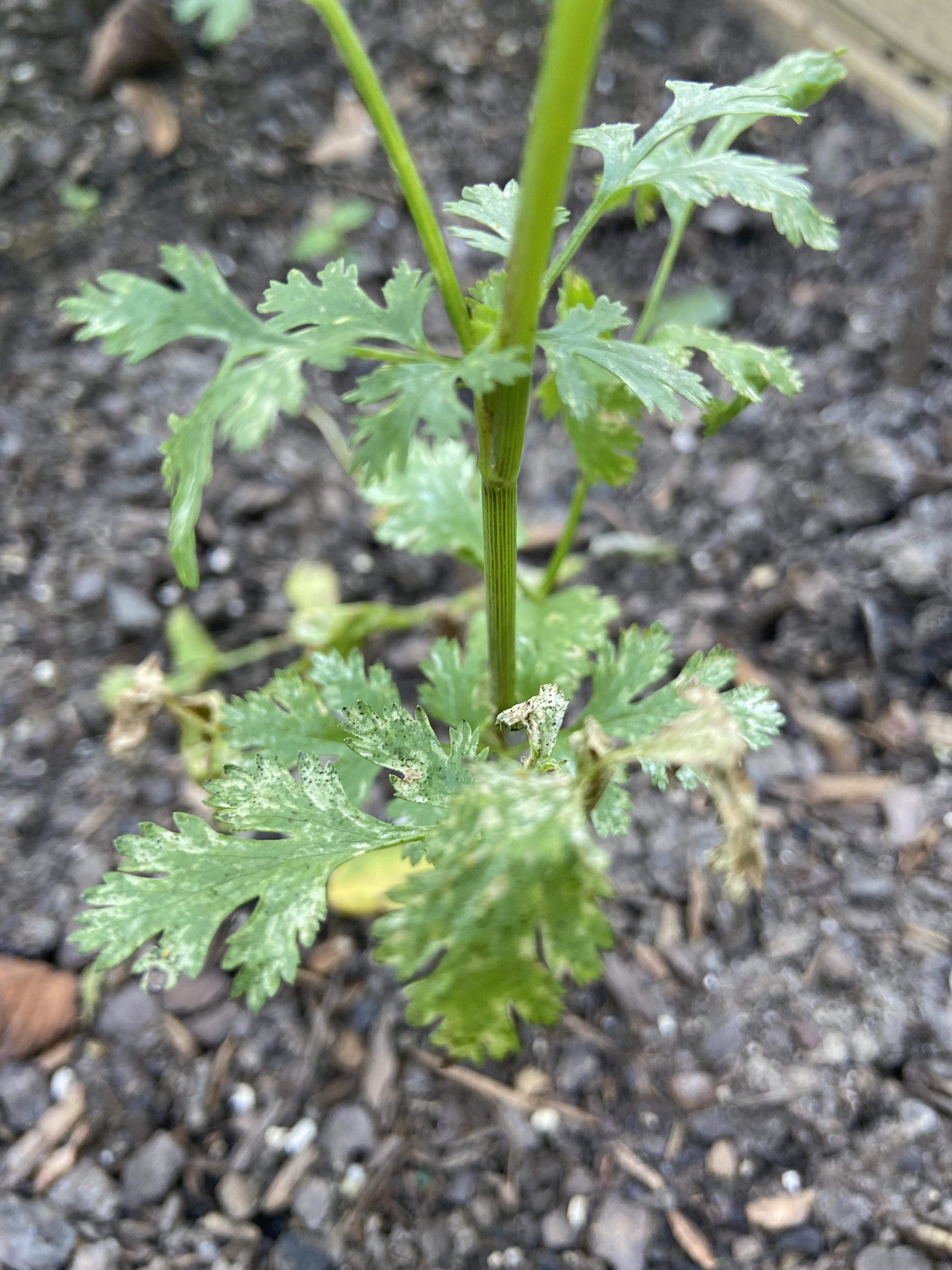 My cilantro is tall instead of bushy, and all the leaves look like crap