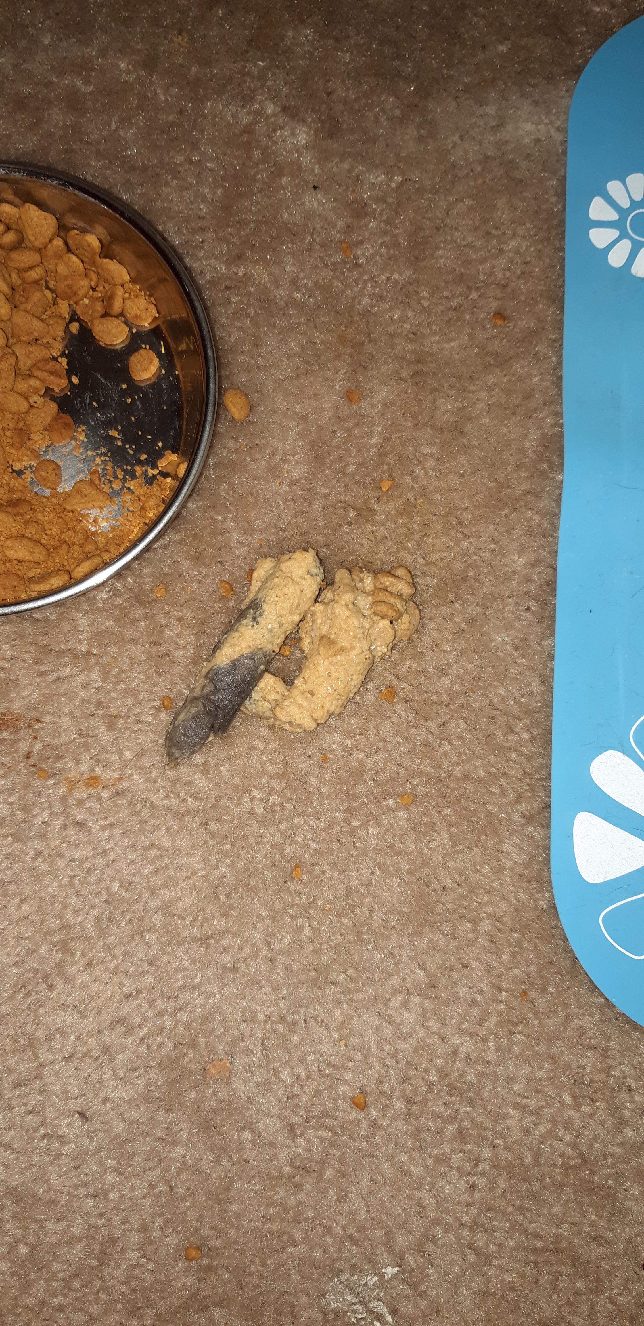 Is this a big hair ball or cat poop? r/CATHELP