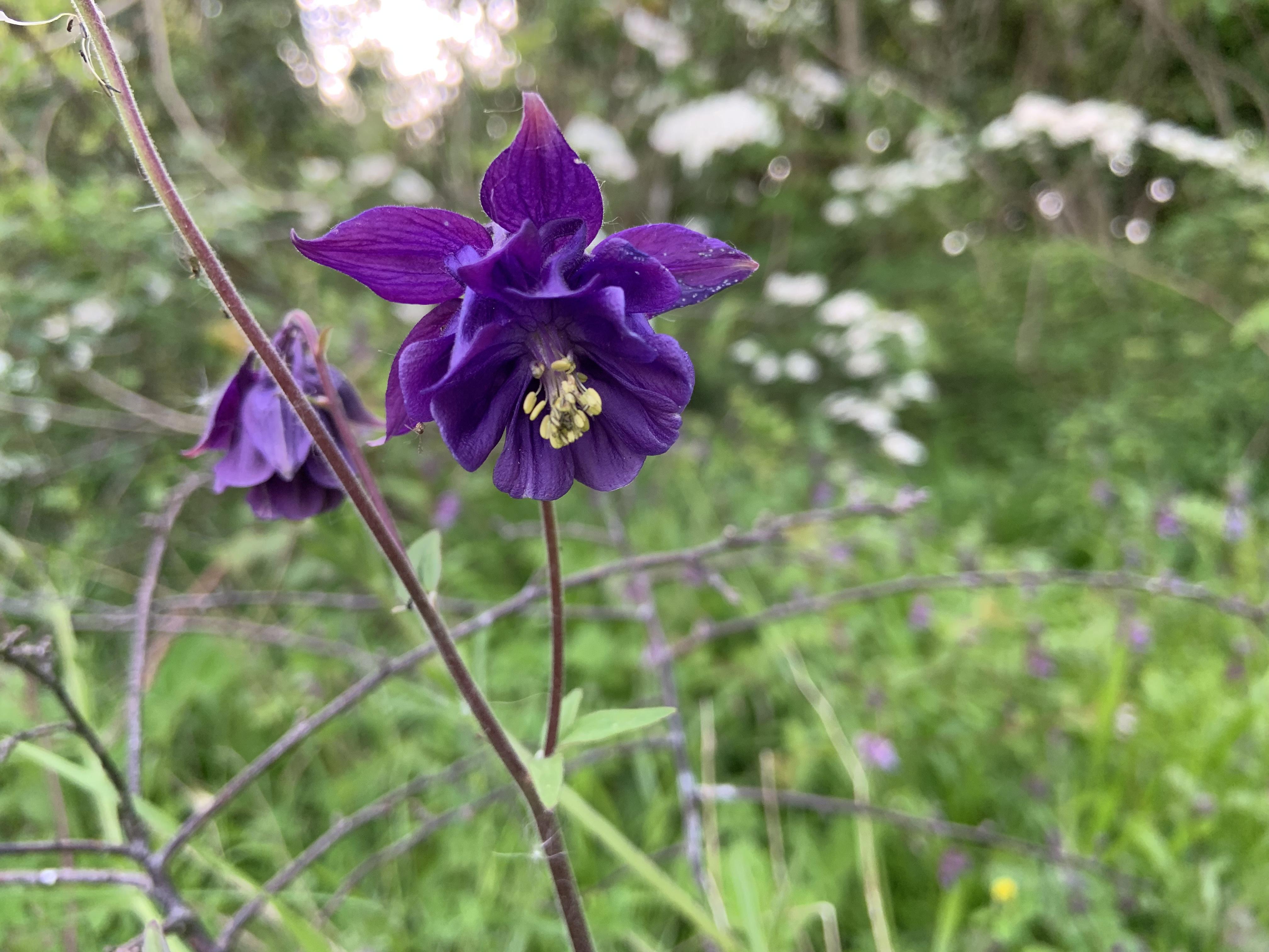 Purple wildflower found in Irish back garden, can’t seem to find it on