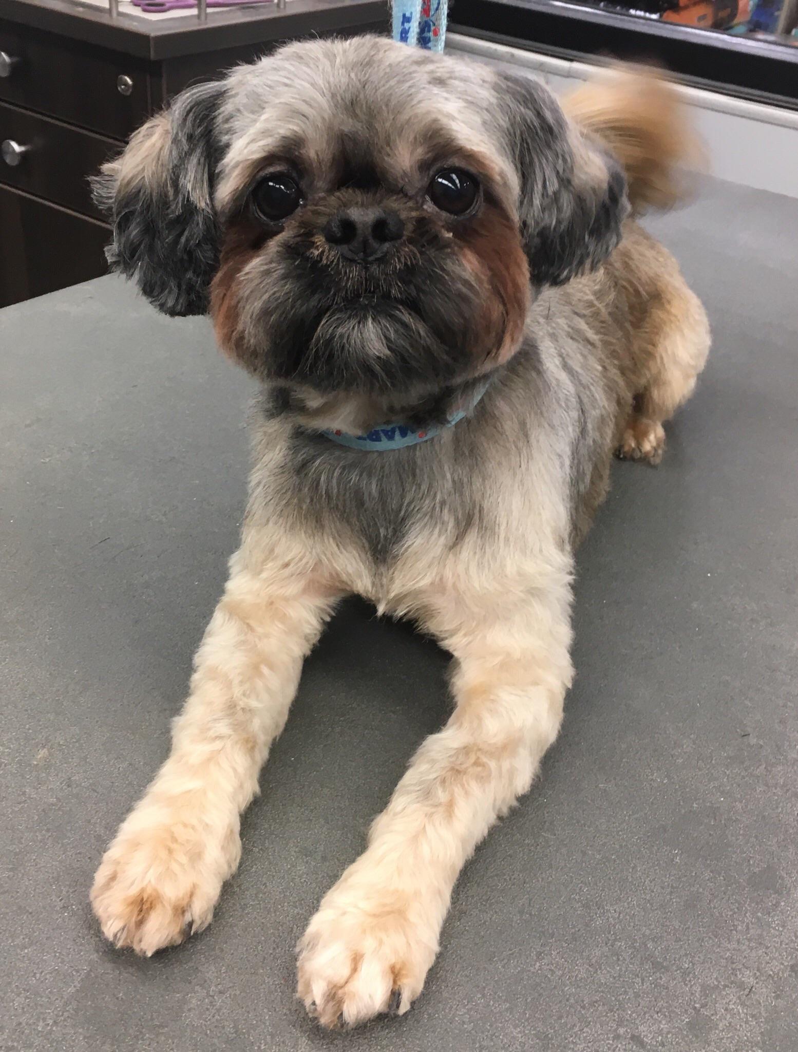 Shih Tzu Teddy Bear Dog Haircut Hair Cut Hair Cutting