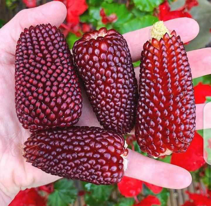 Strawberry corn? Has our cobbification begun? r/rickandmorty