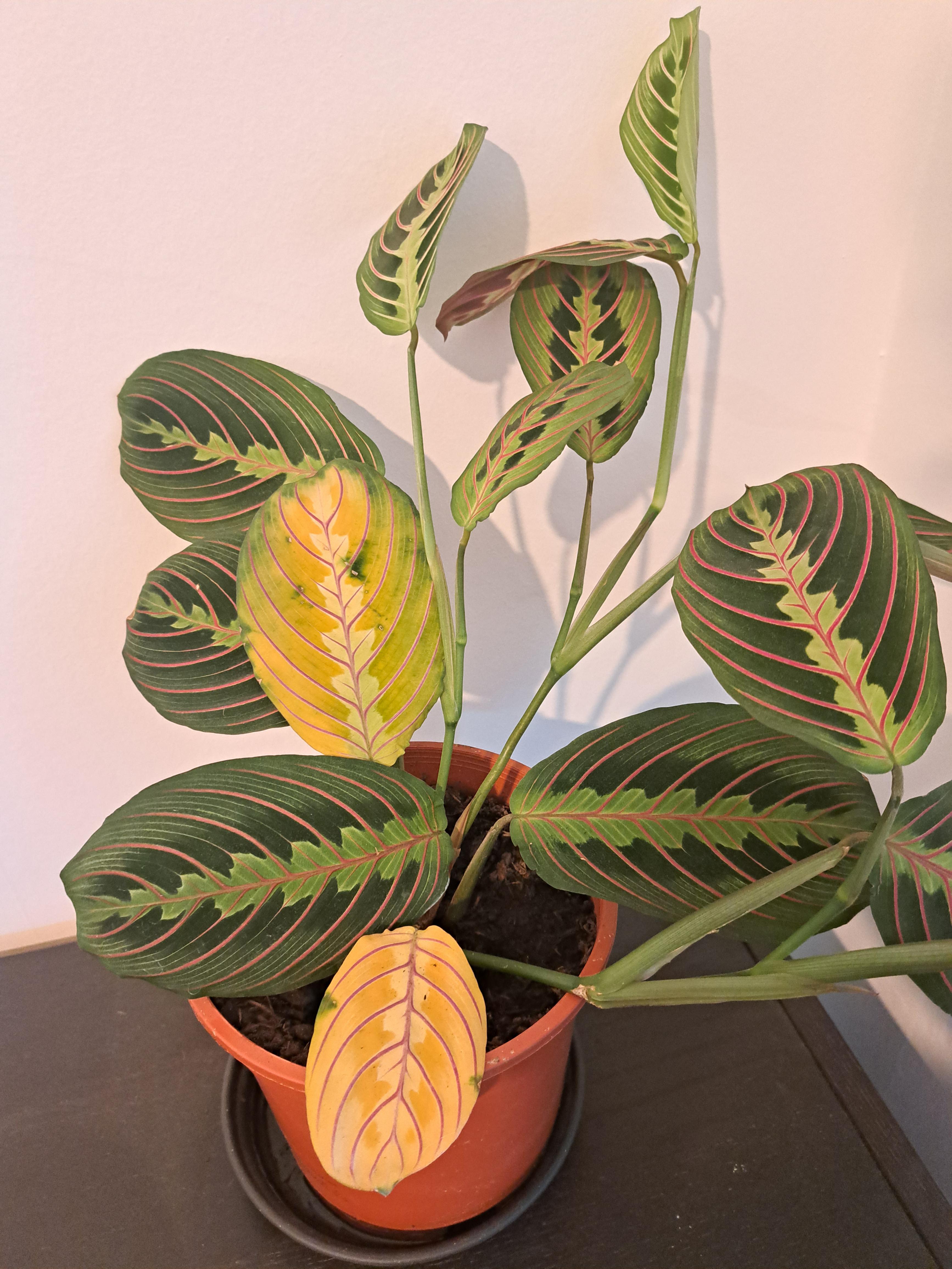 My prayer plant is turning yellow ? r/plantclinic