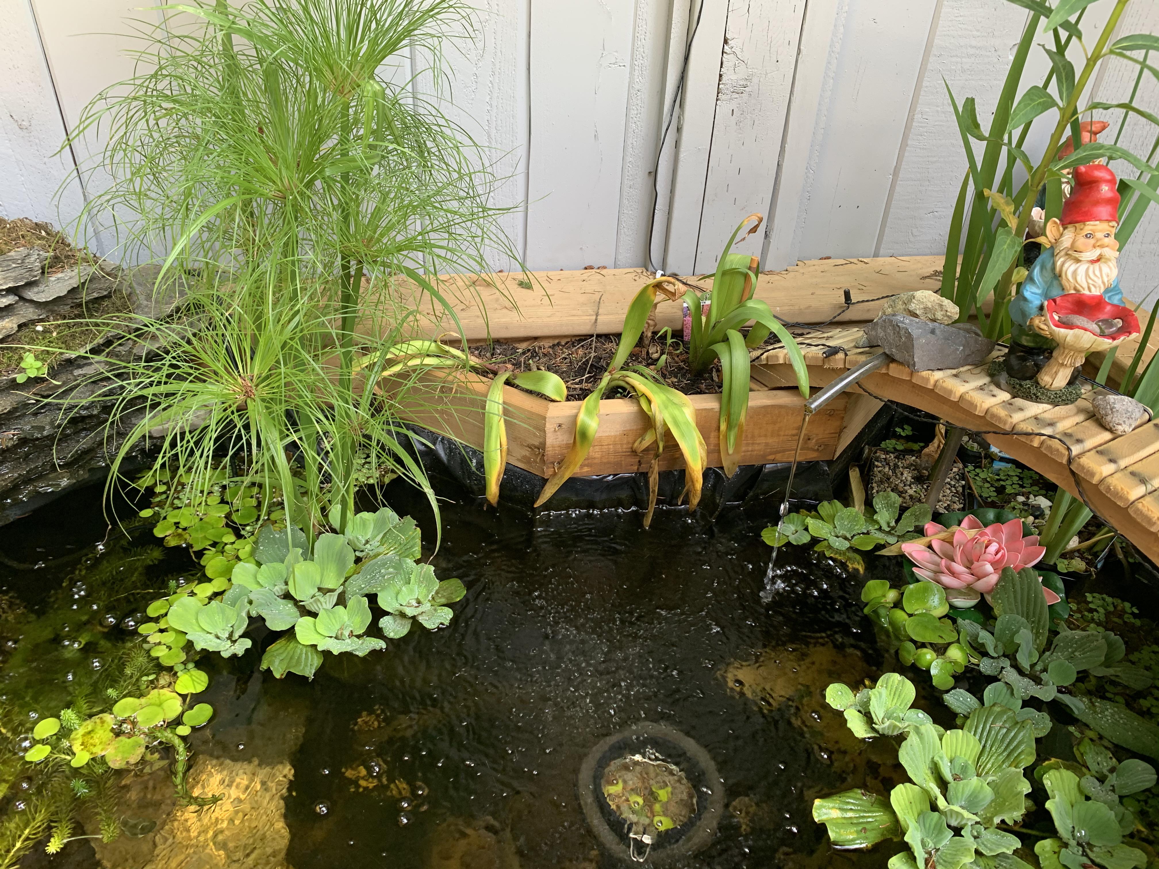 hyacinth Is Dying/dead in the back planter r/plantclinic