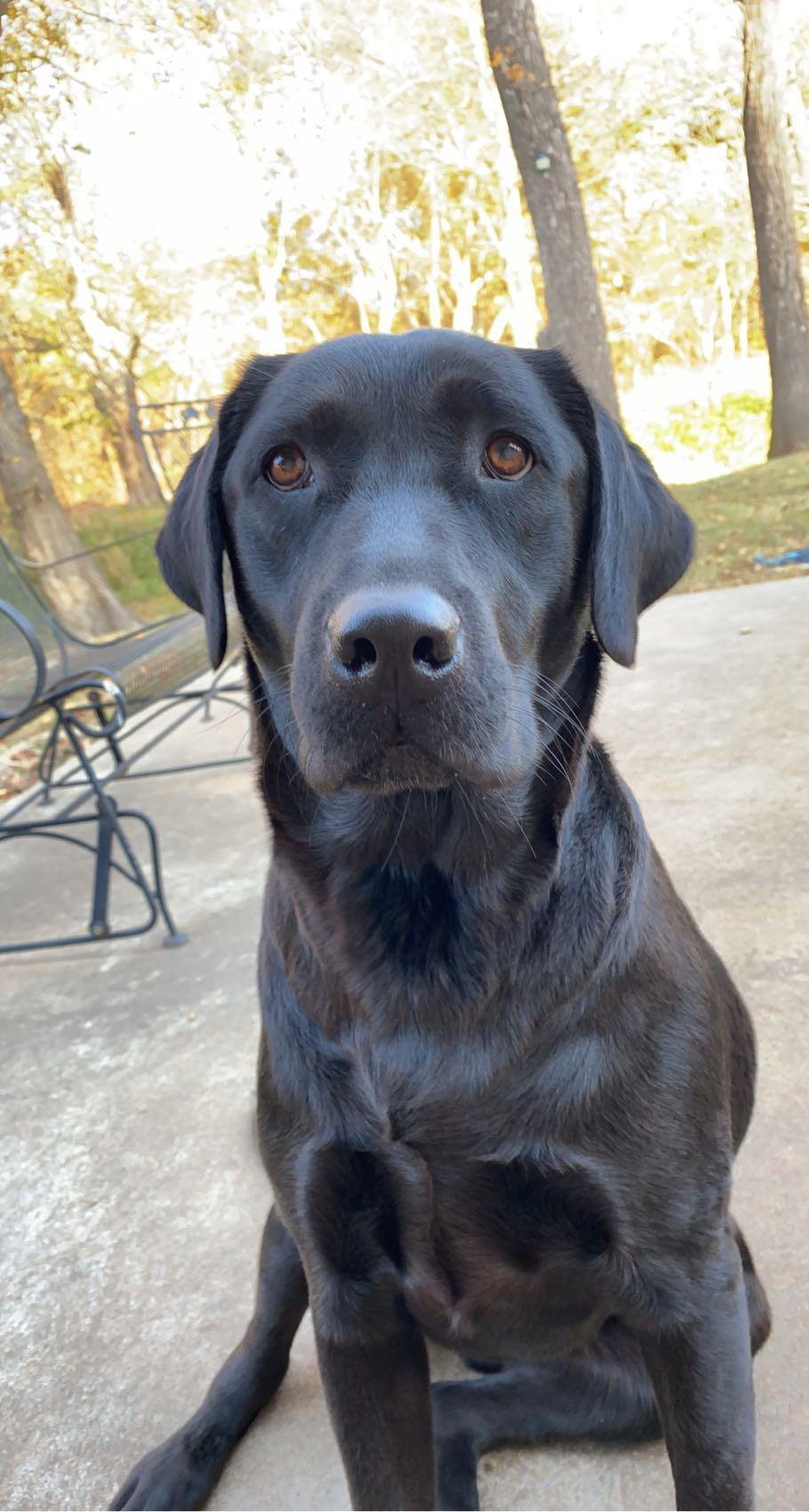 Any tips on how to stop chewing? Lady here had chewed wires underneath