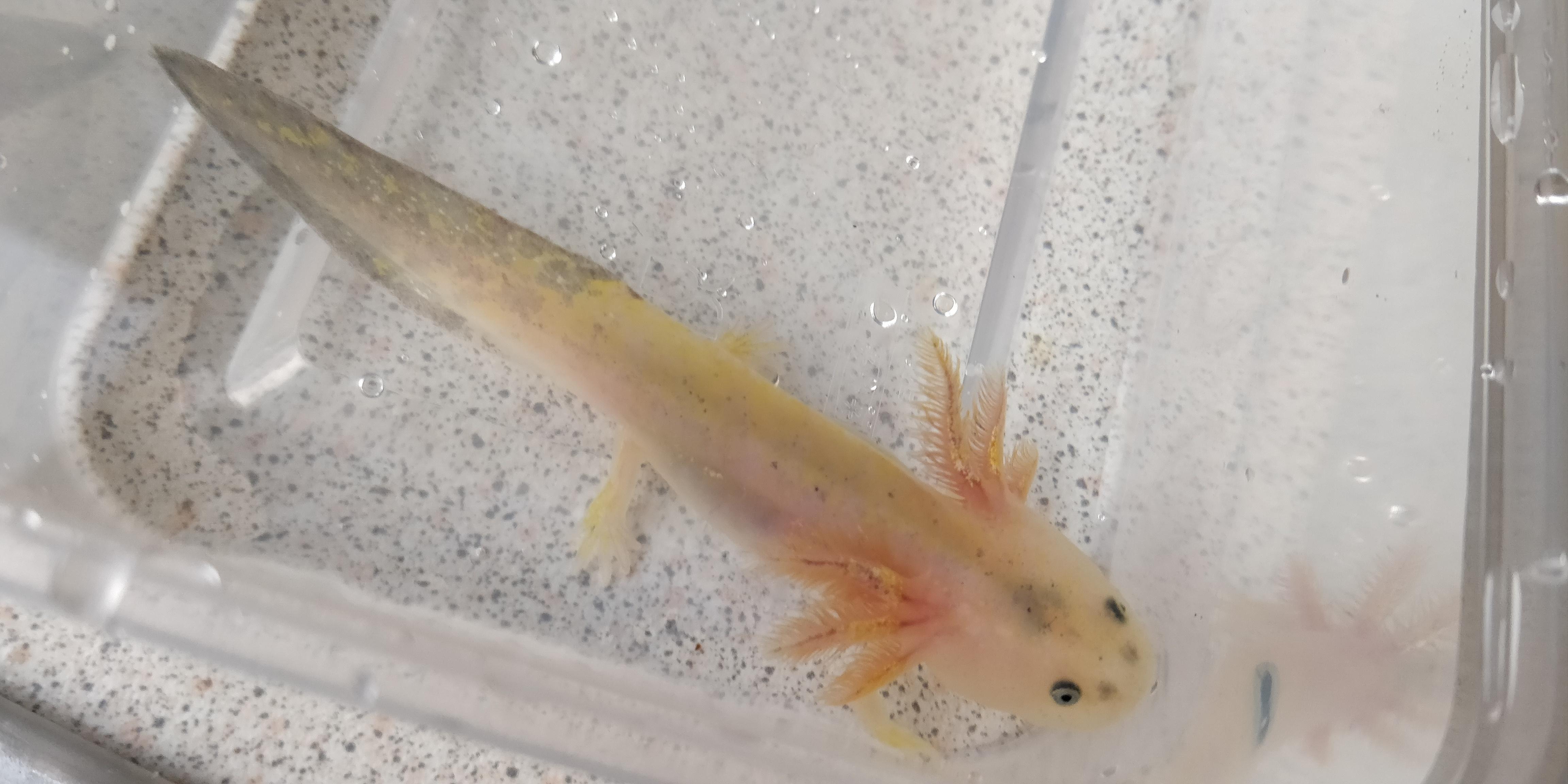 Update on my non albino gold baby, its growing fast r/axolotls