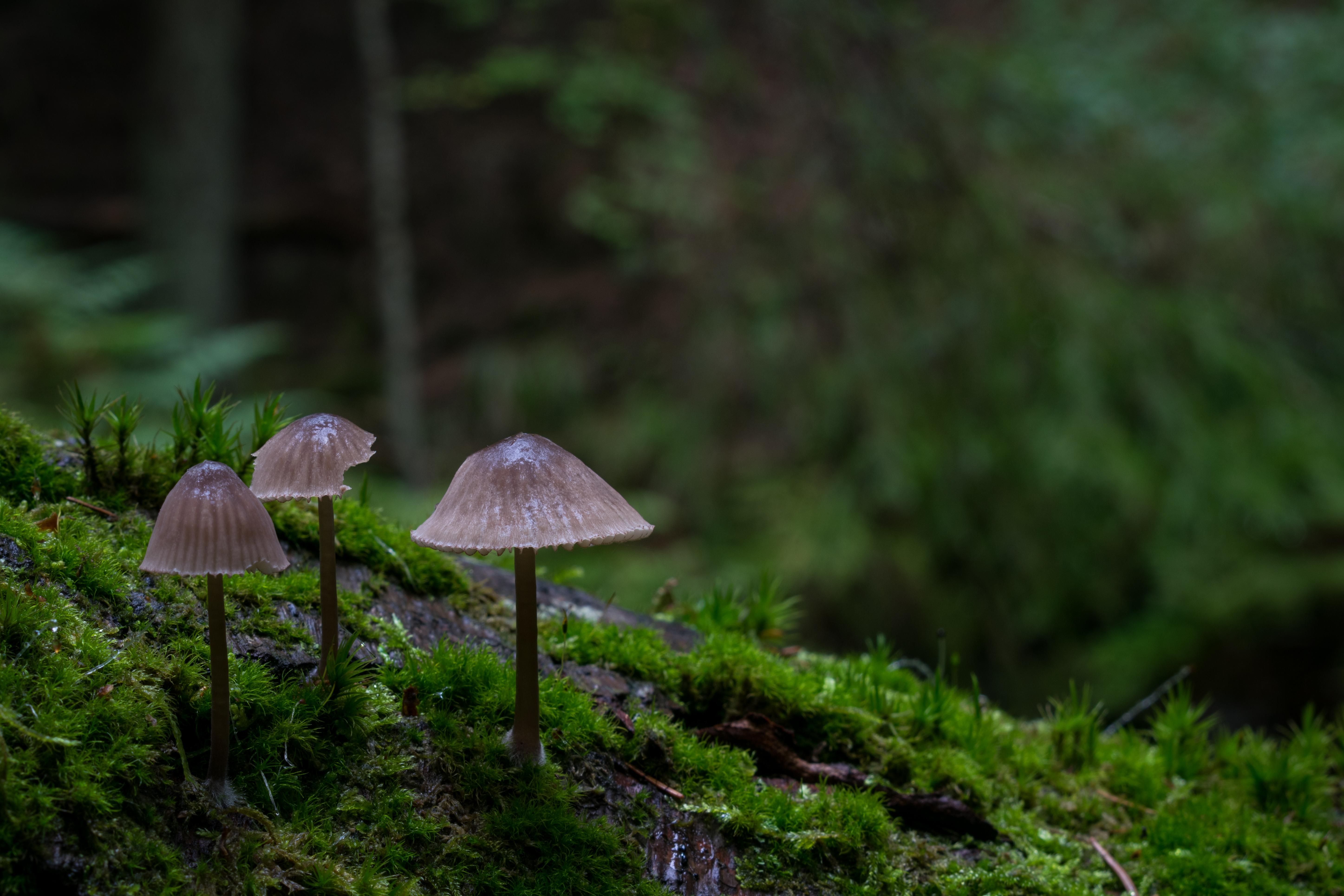 Finns dessa svampar i Sverige? sweden