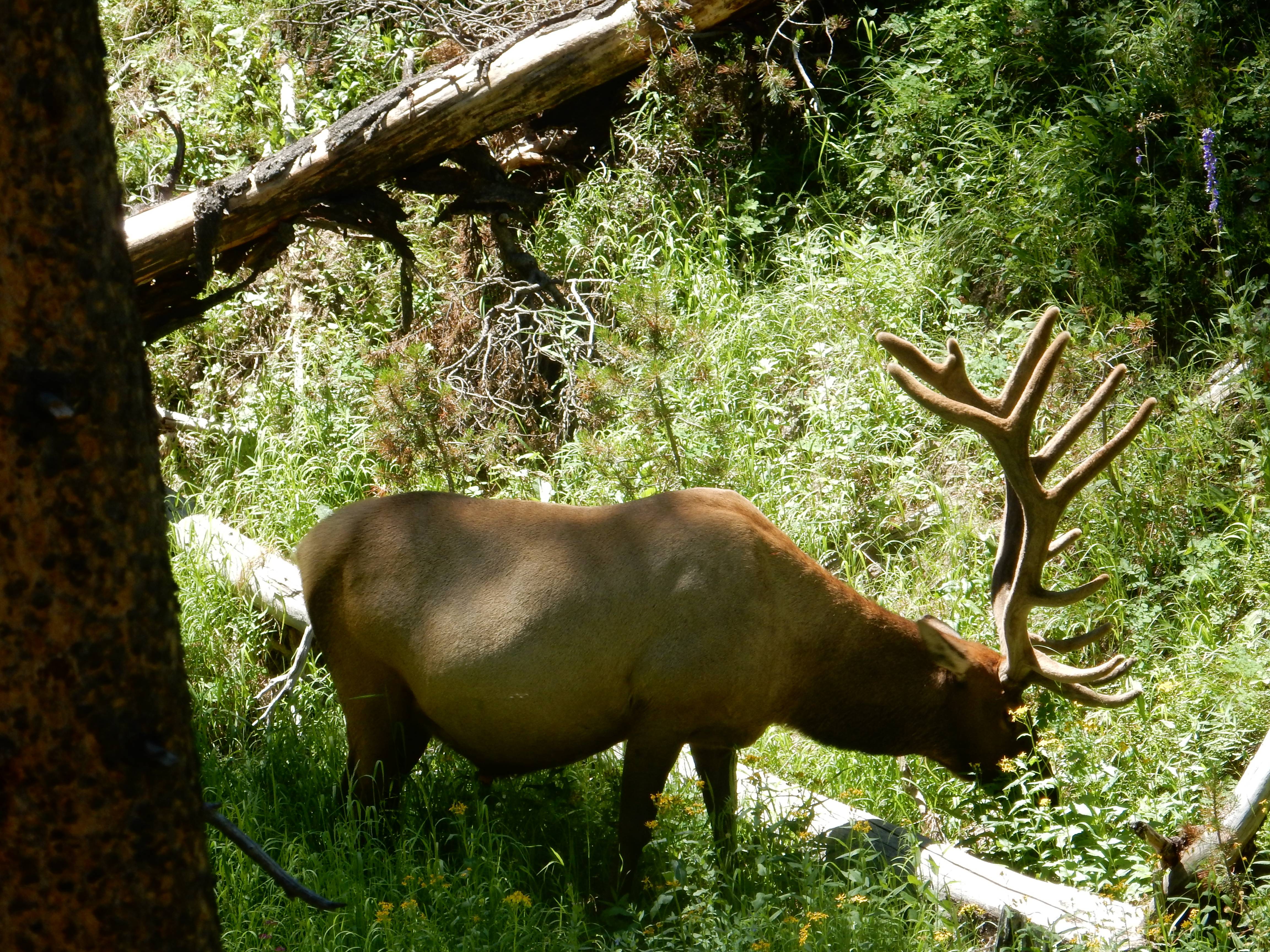 Elk in Yellowstone Park r/wildlifephotography