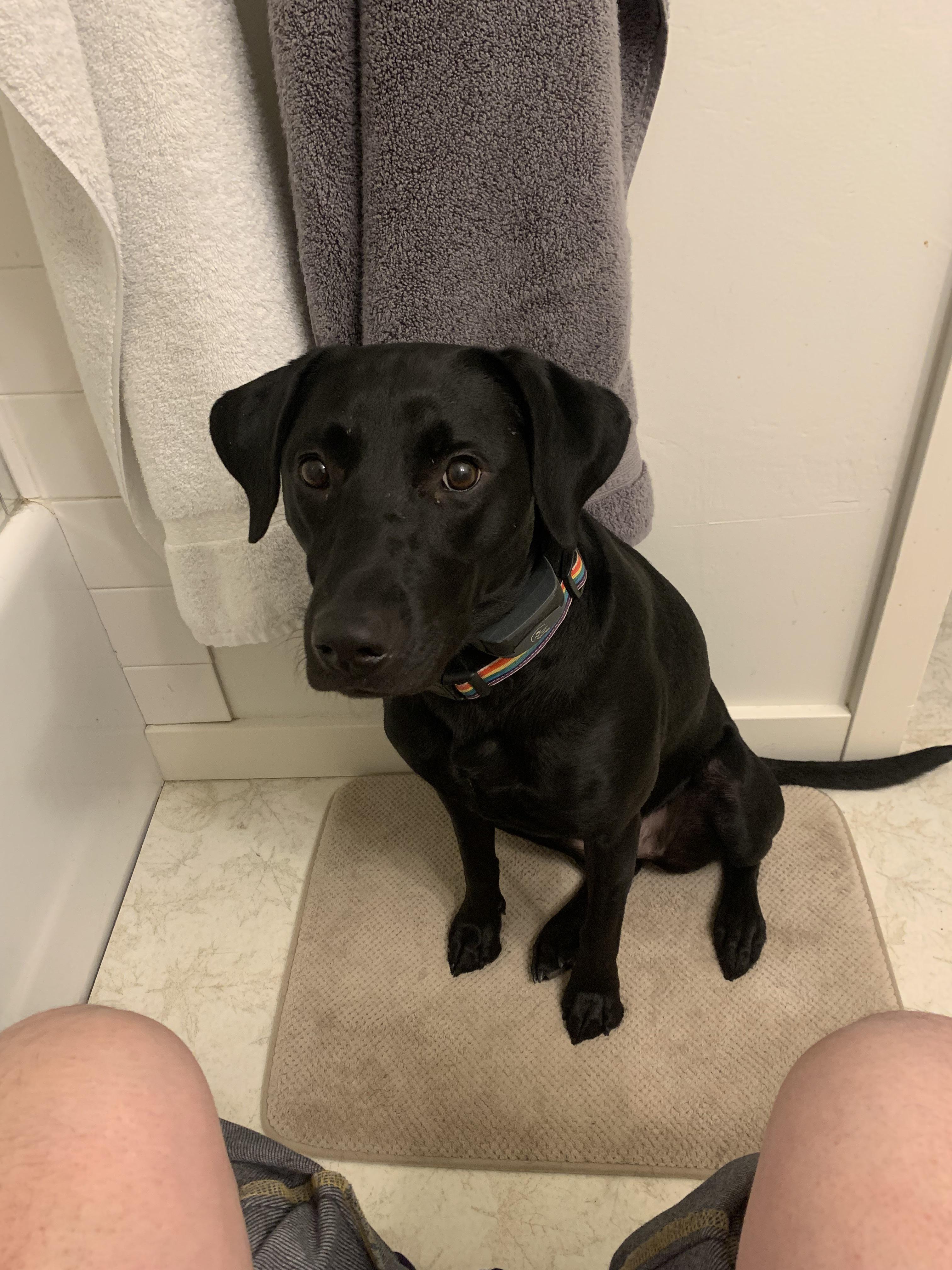 2294 best Dog Sitting images on Pholder Aww, and