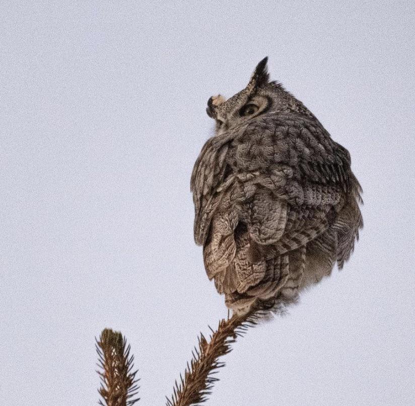 🔥 Great Horned Owl in my backyard Jackson WY 🔥 r/NatureIsFuckingLit