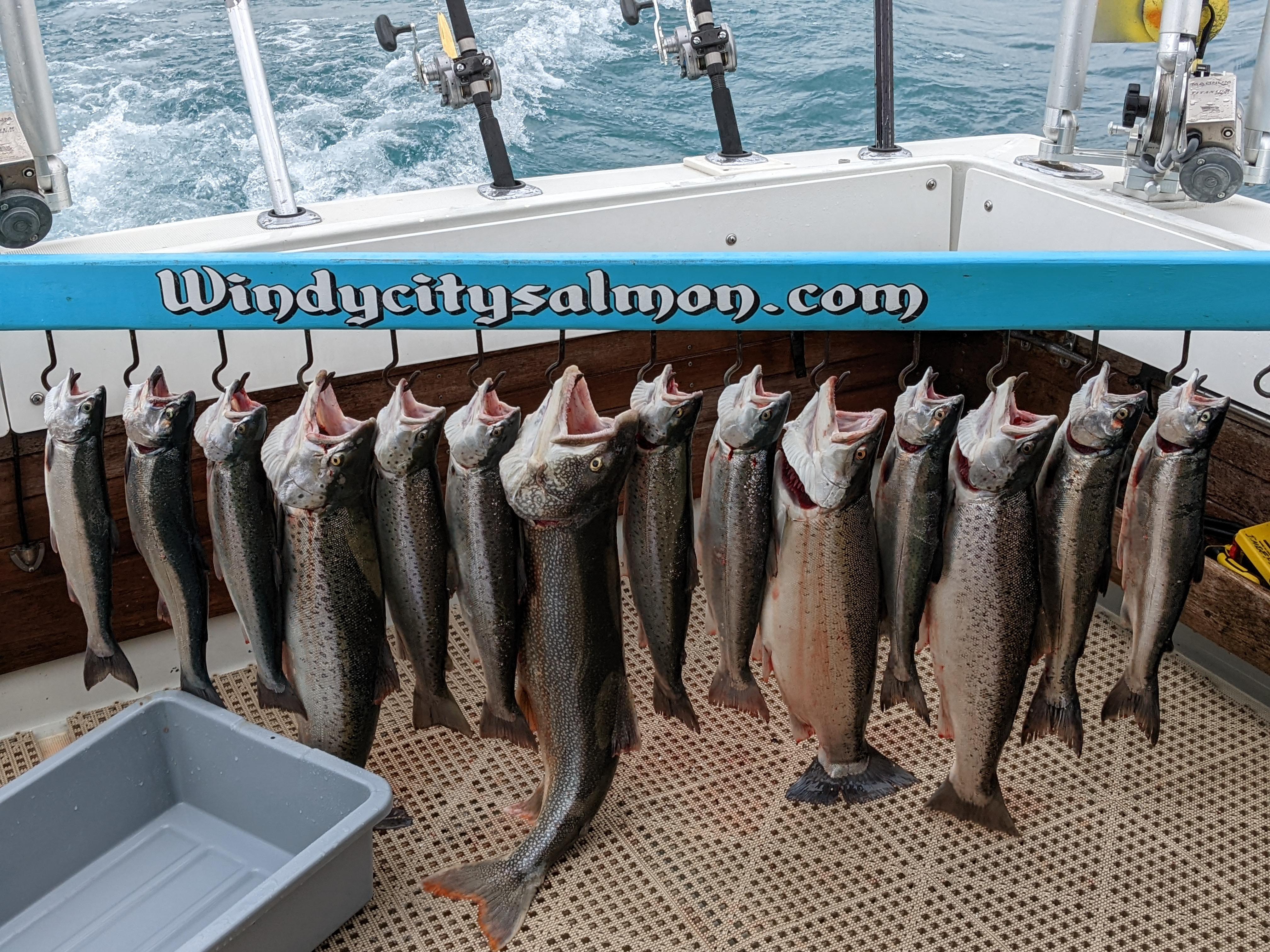 Successful salmon fishing trip this morning chicago