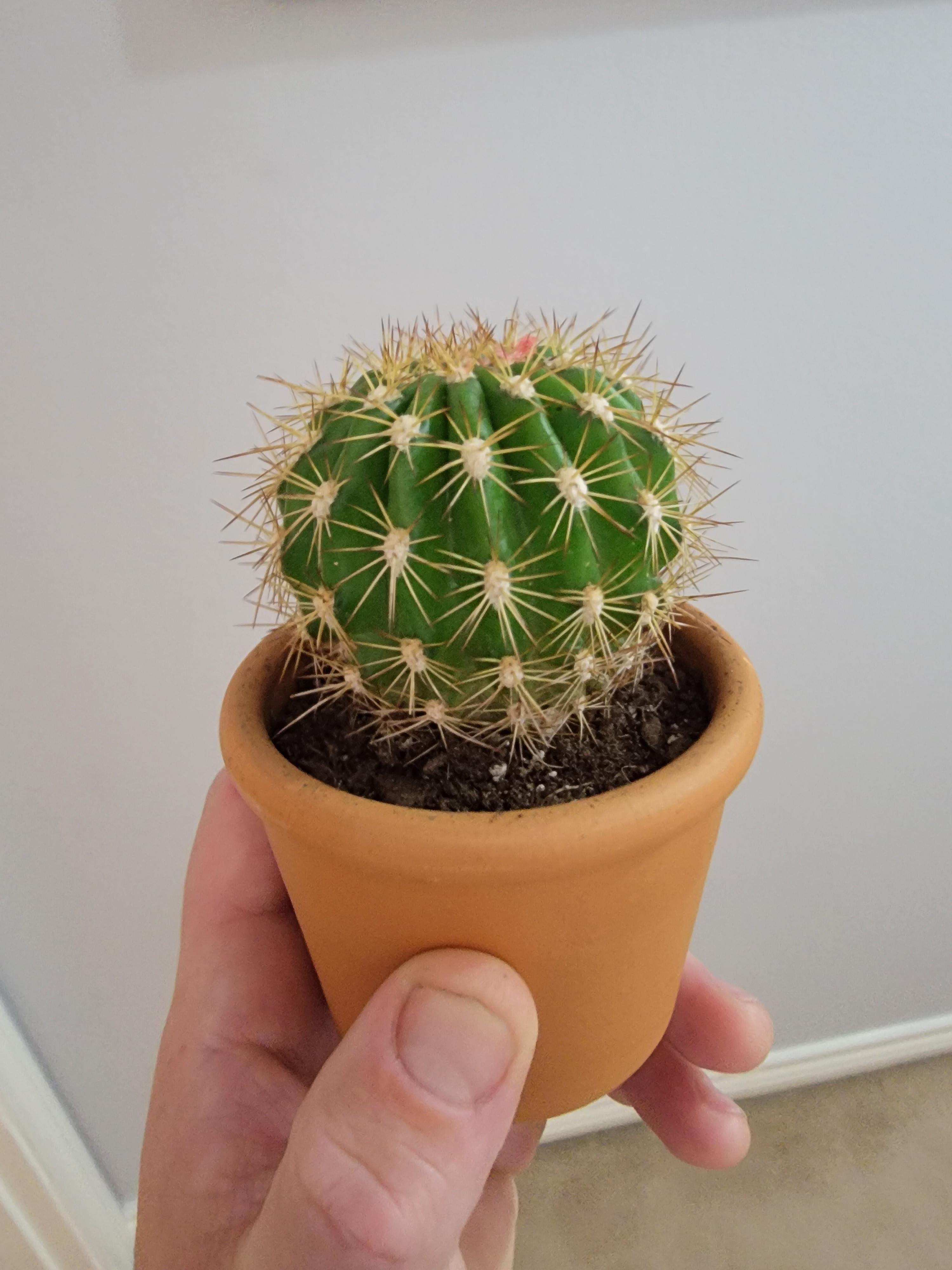 HELP!! Trying to identify this guy. got him at lowes and fake flower