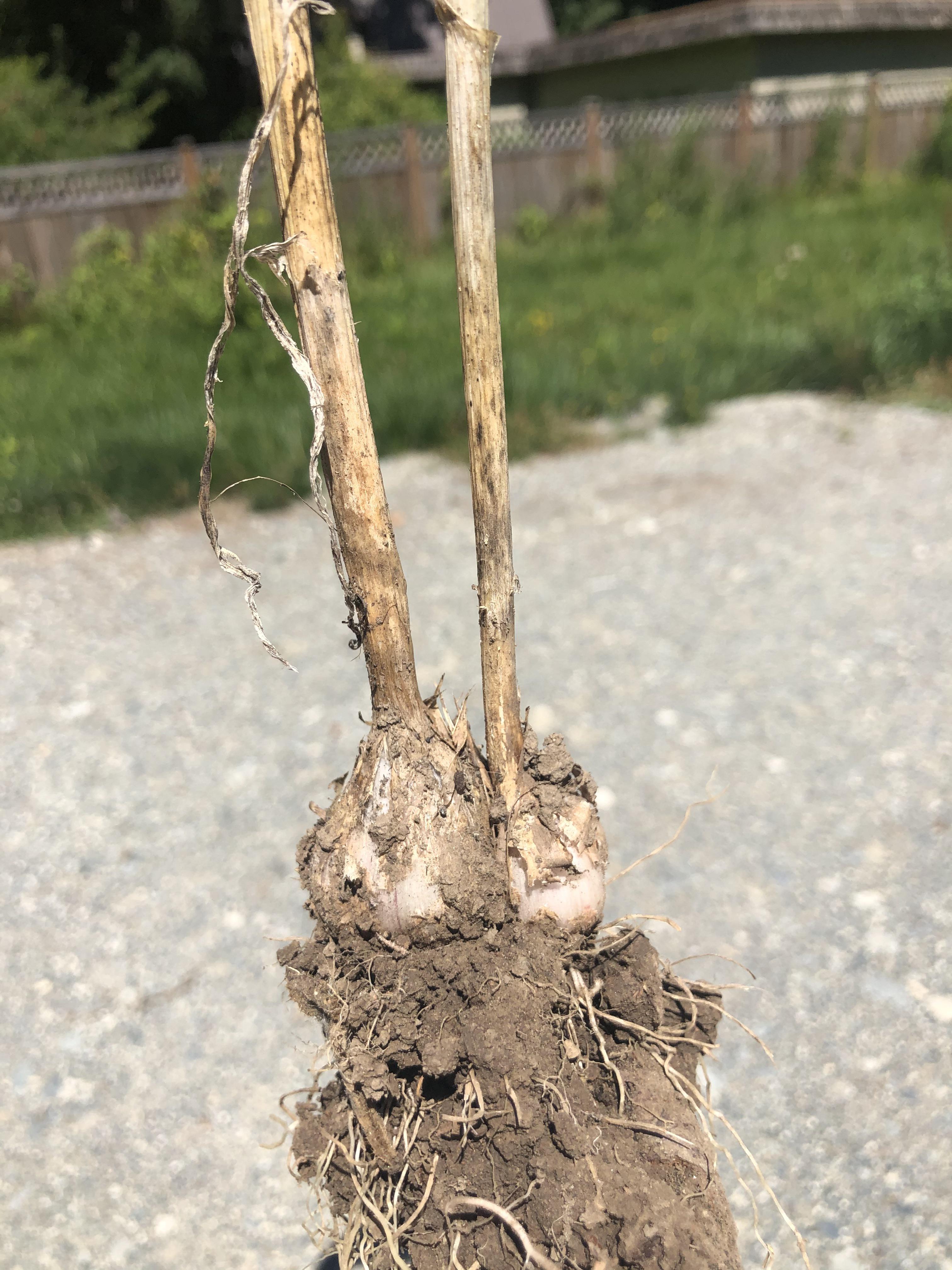 Is it common for garlic to split into two plants after planting them
