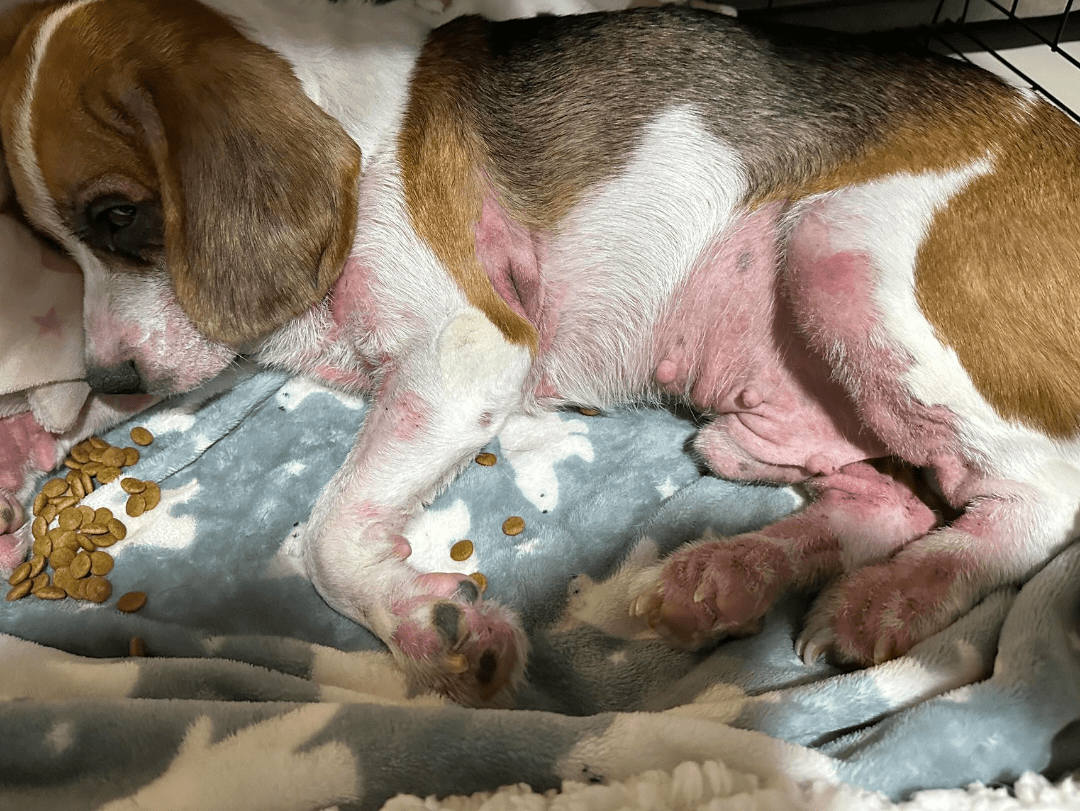 Seborrhea In Dogs Symptoms, Causes, Treatment, And FAQs