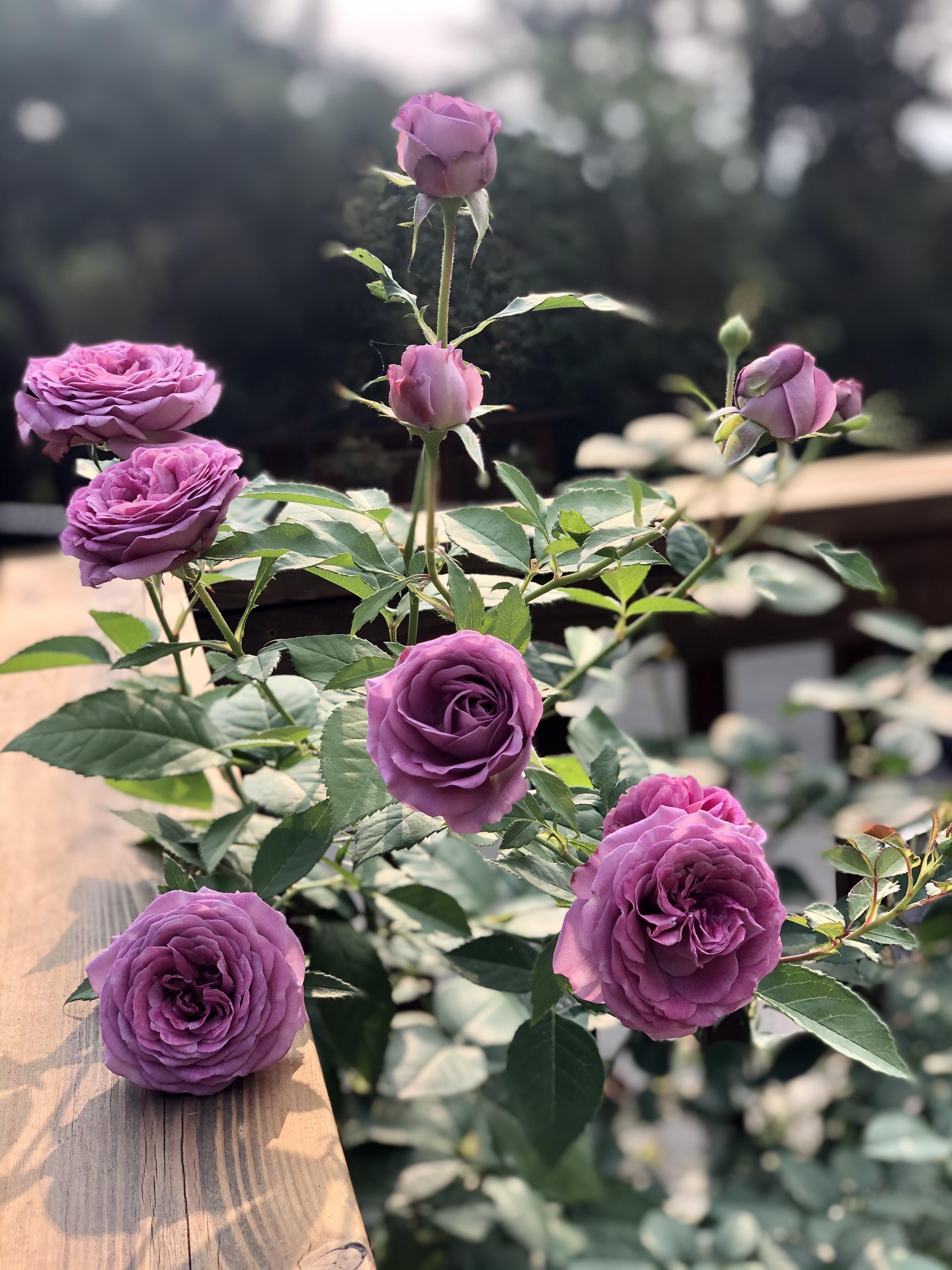 The heat wave has forced a bloom on my Violet’s Pride roses. They’re