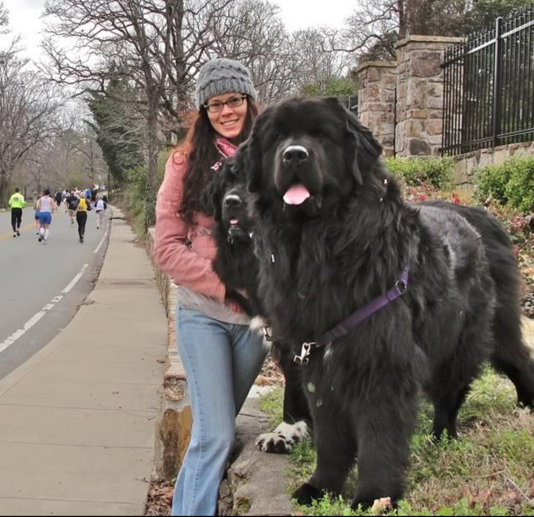 These Newfoundland dogs r/AbsoluteUnits
