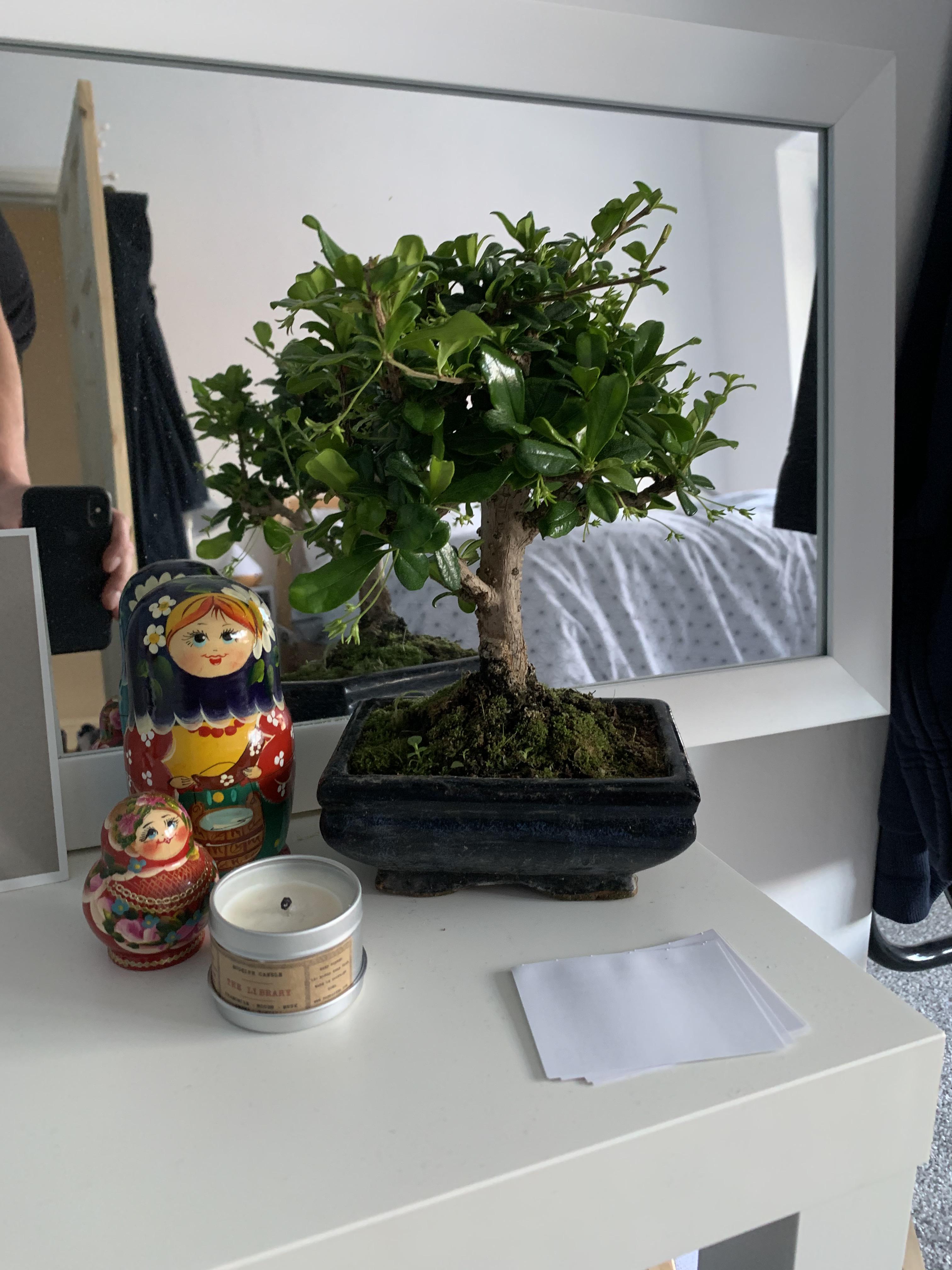 £10 Bonsai Tree Lucky Score Today r/HouseplantsUK