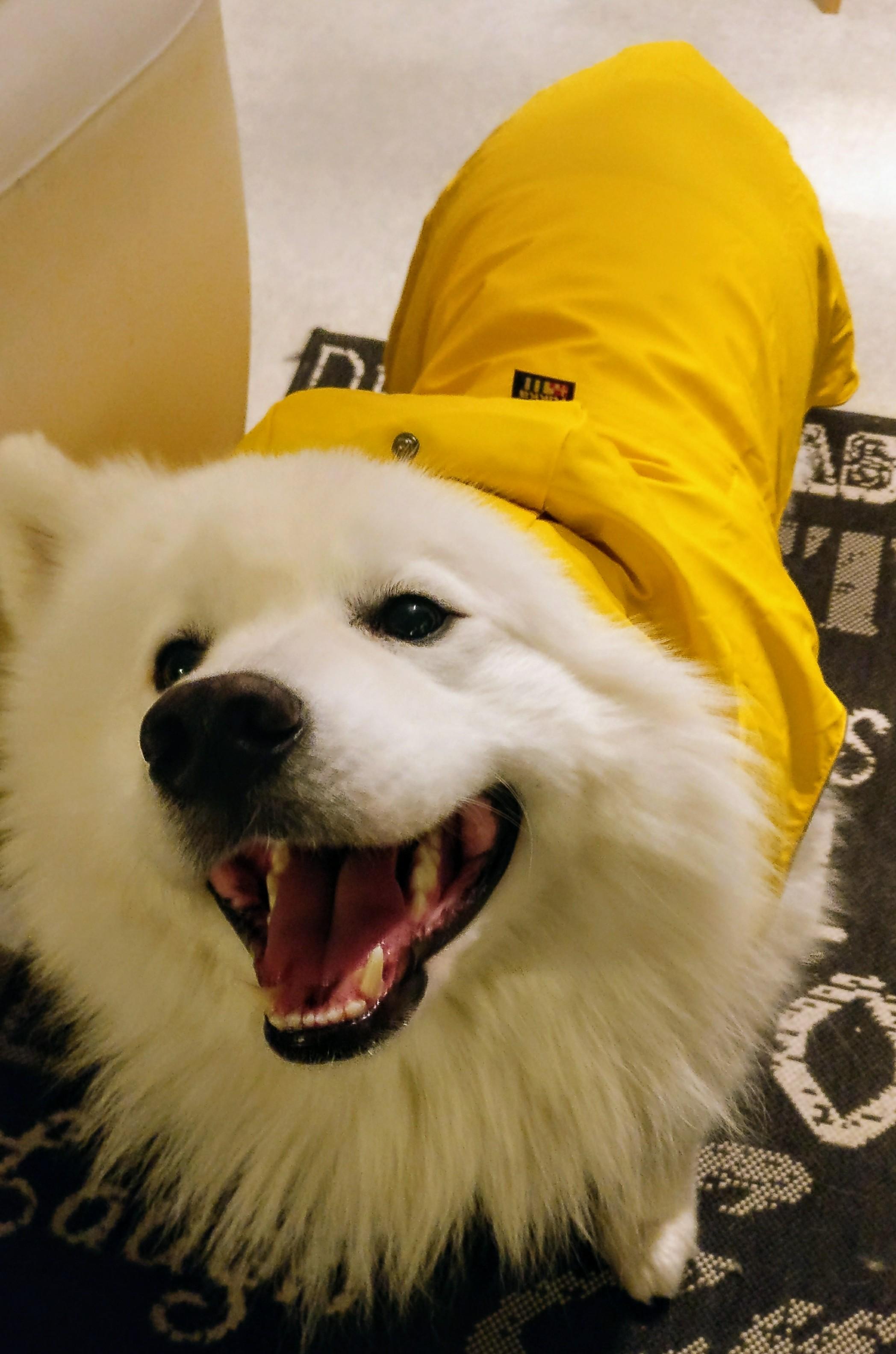 Our samoyed trying on his new raincoat r/aww