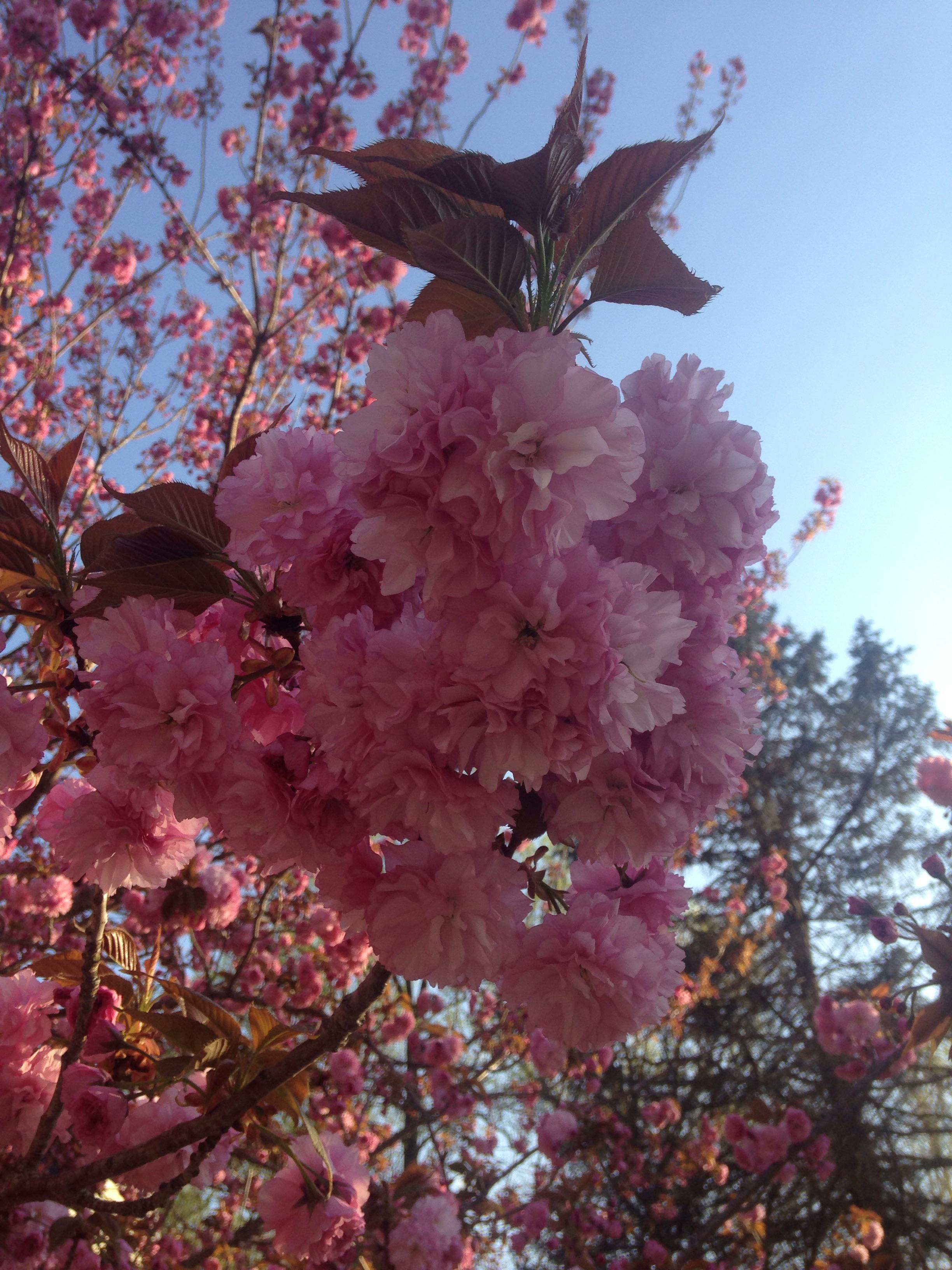 Can someone please identify this Pink Flowering Tree in Maryland? r