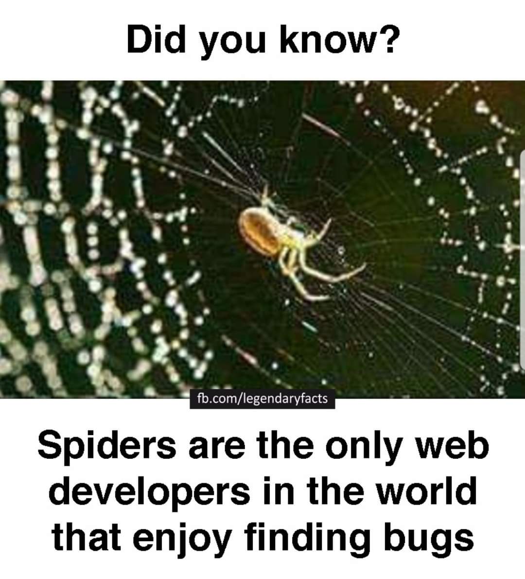 Spiders are actually Web developers memes