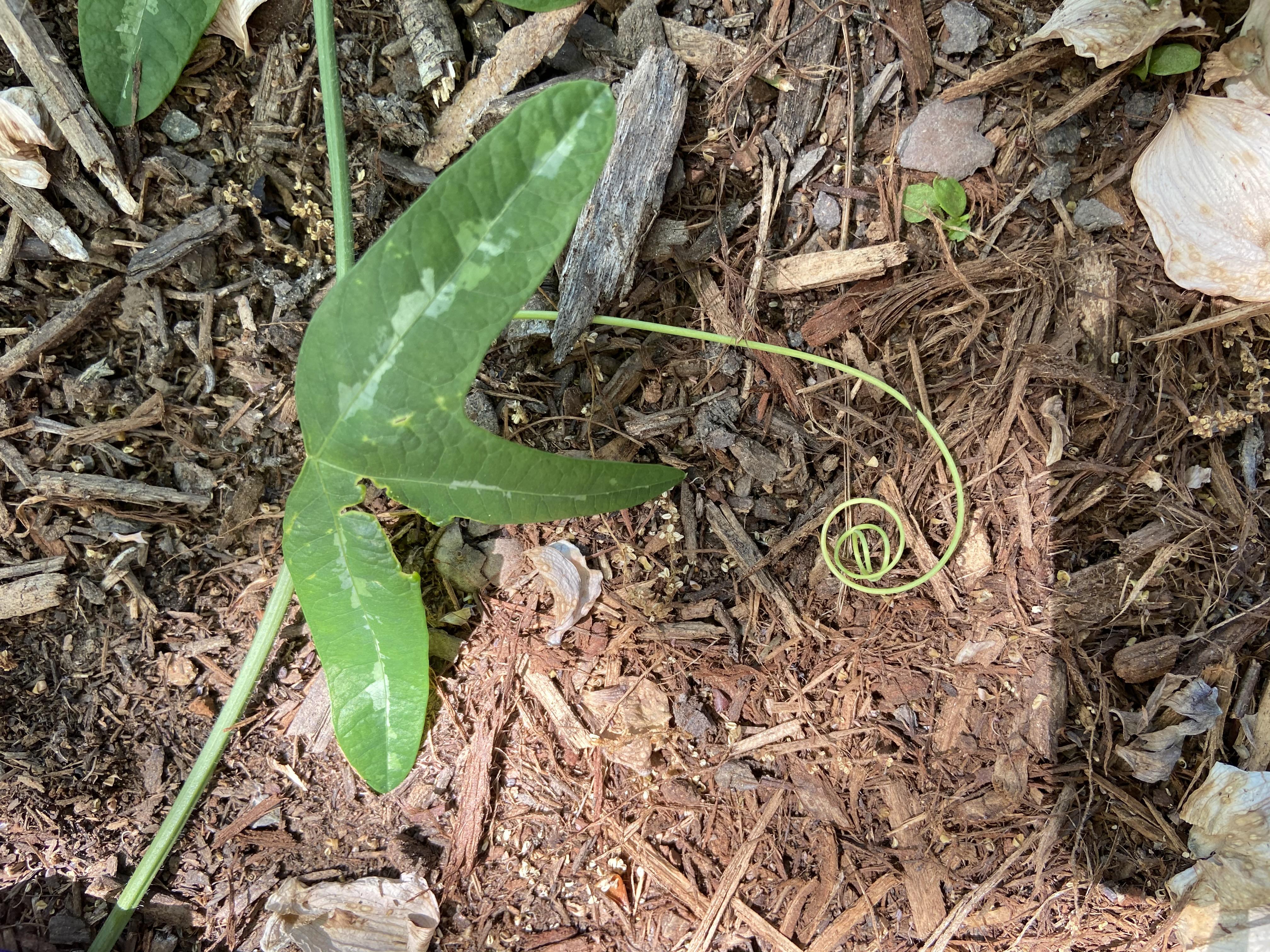 Growing in my garden NC. They seem to love to attach to my study plants