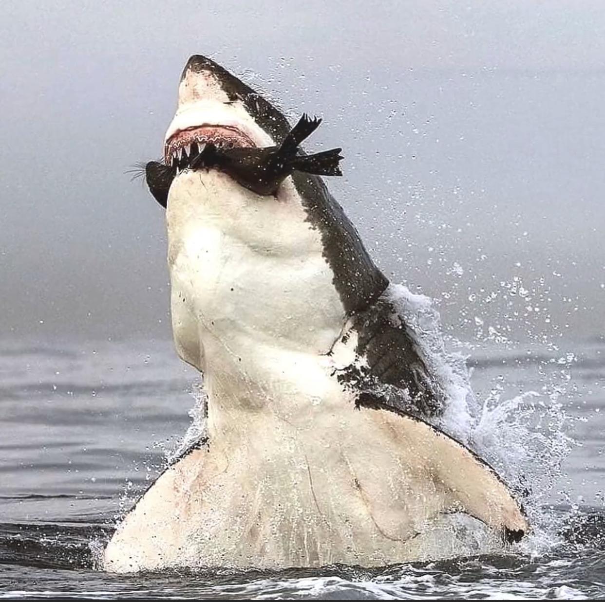 Great white shark catching prey off the coast of South Africa r