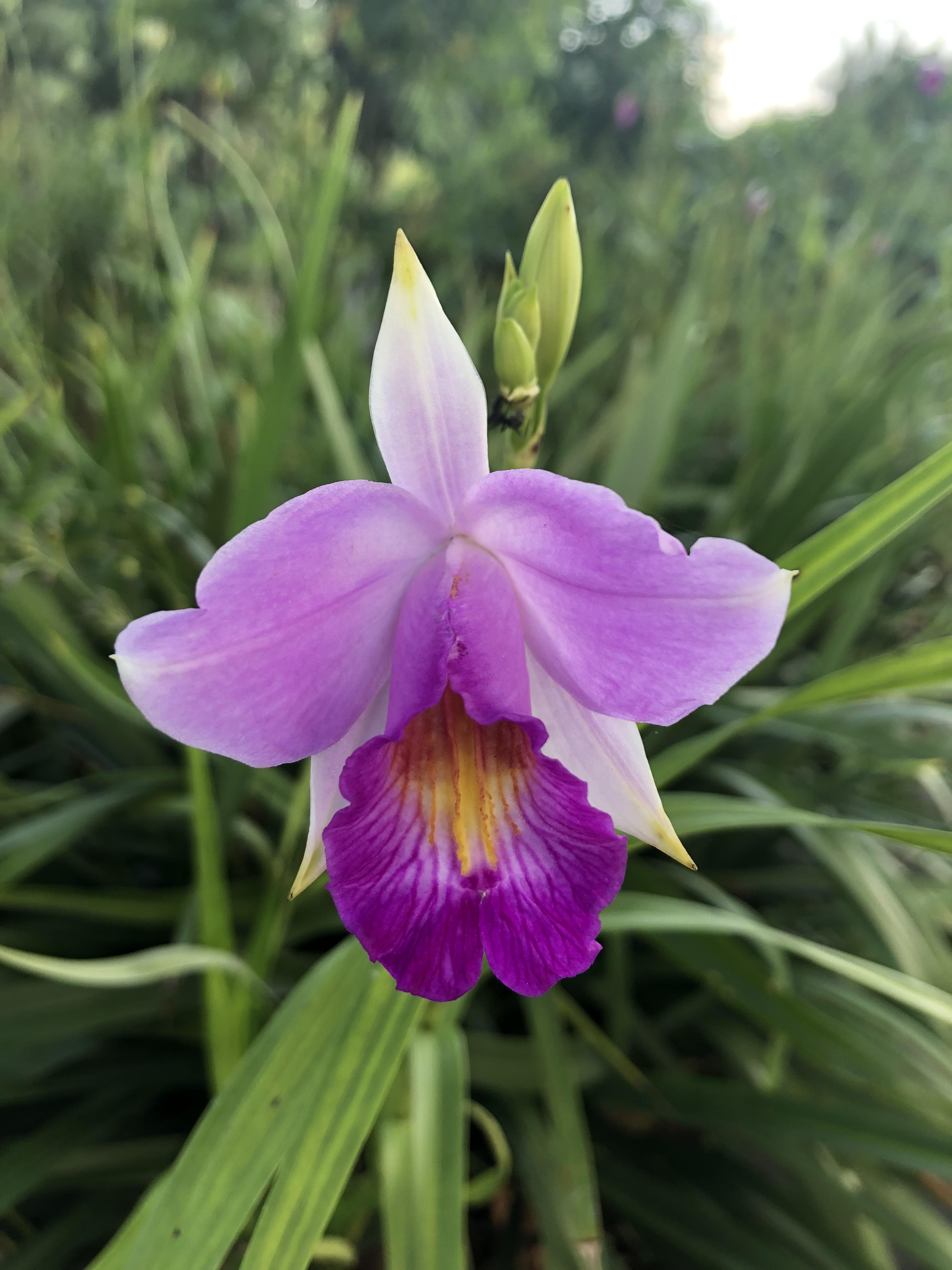 Bamboo orchid Arundina graminifolia [OC] [3024 X 4032] r/BotanicalPorn