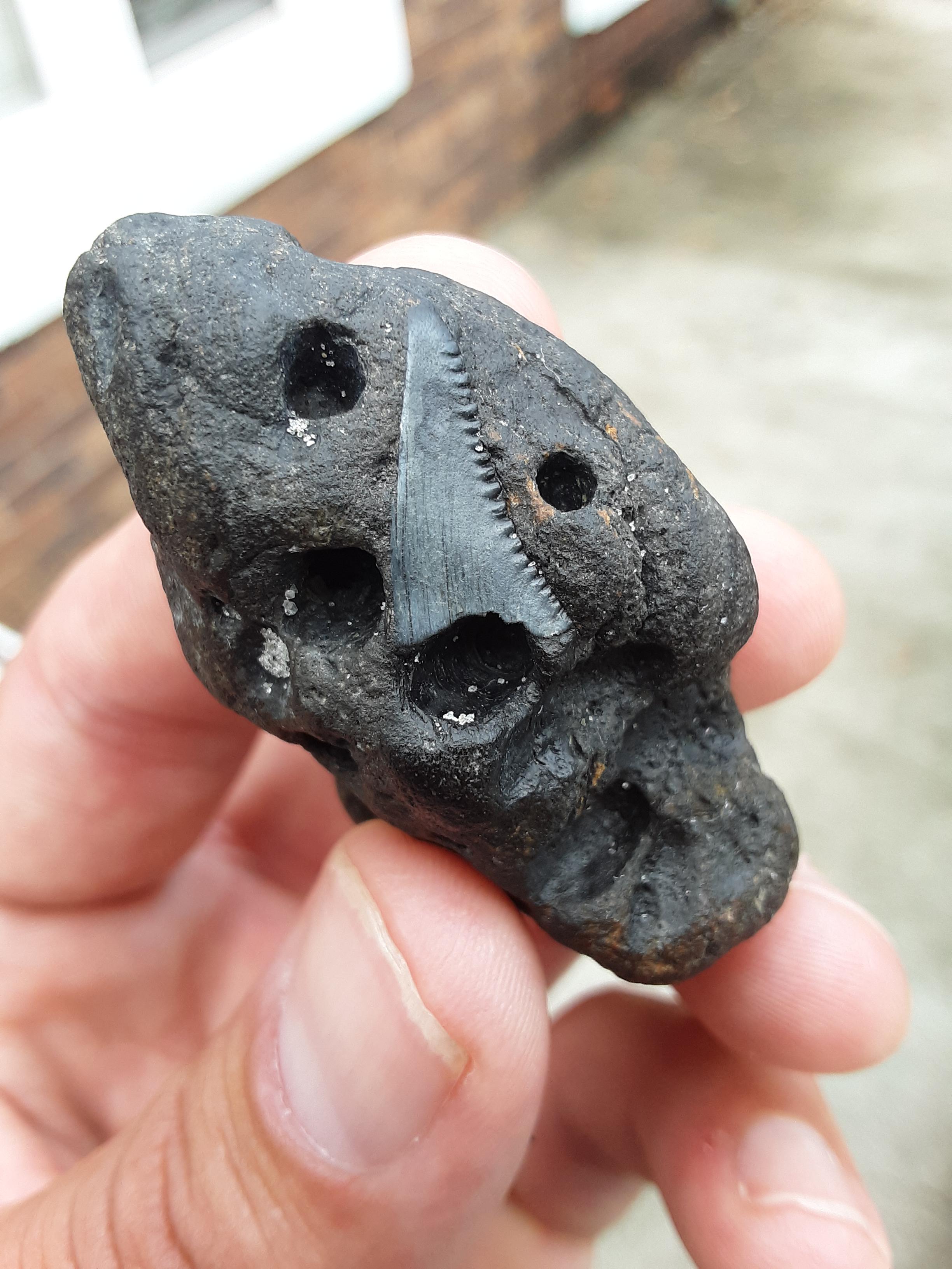 Myrtle Beach r/fossils