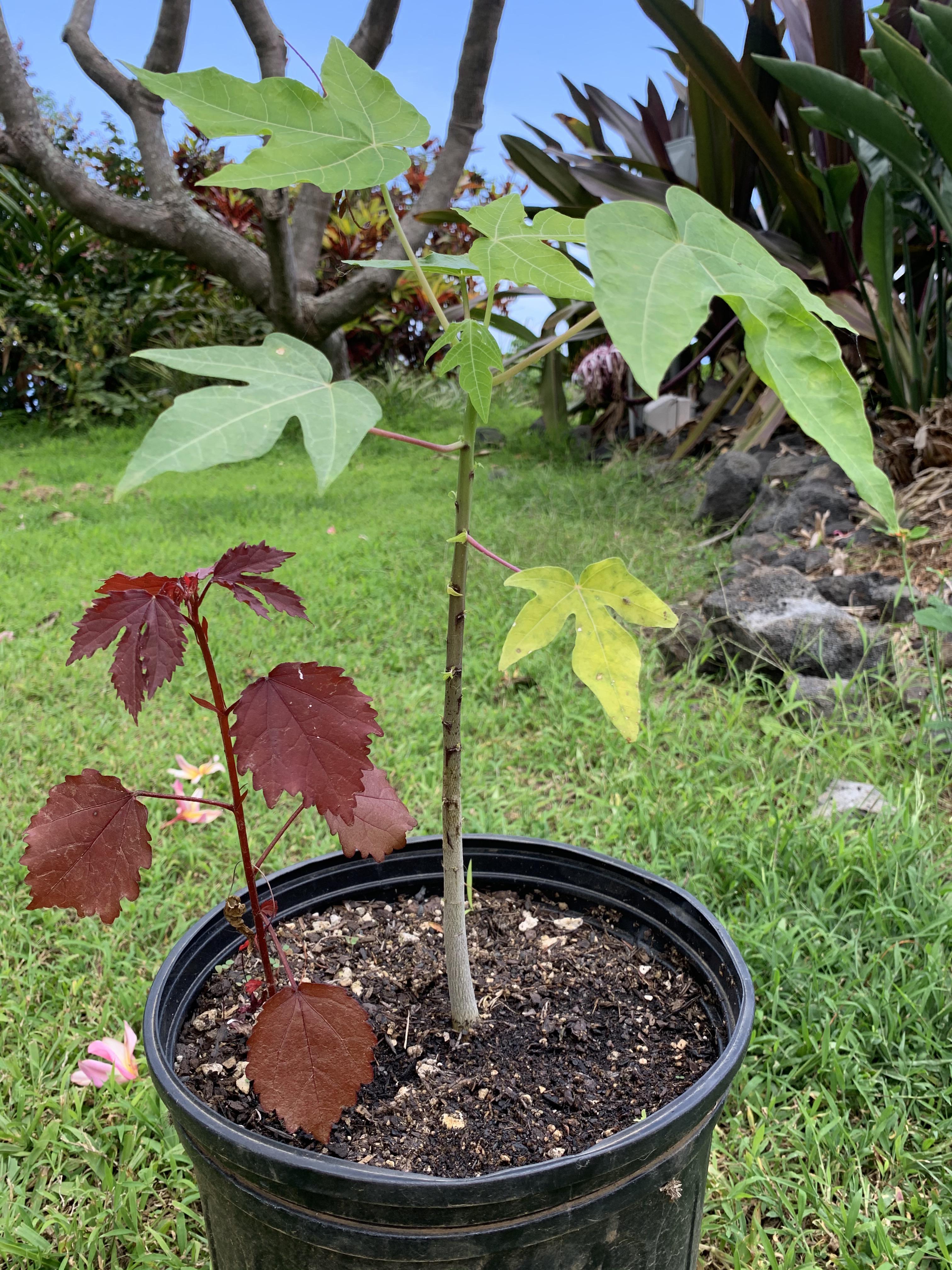 What’s this red plant growing with my baby strawberry papaya tree? r