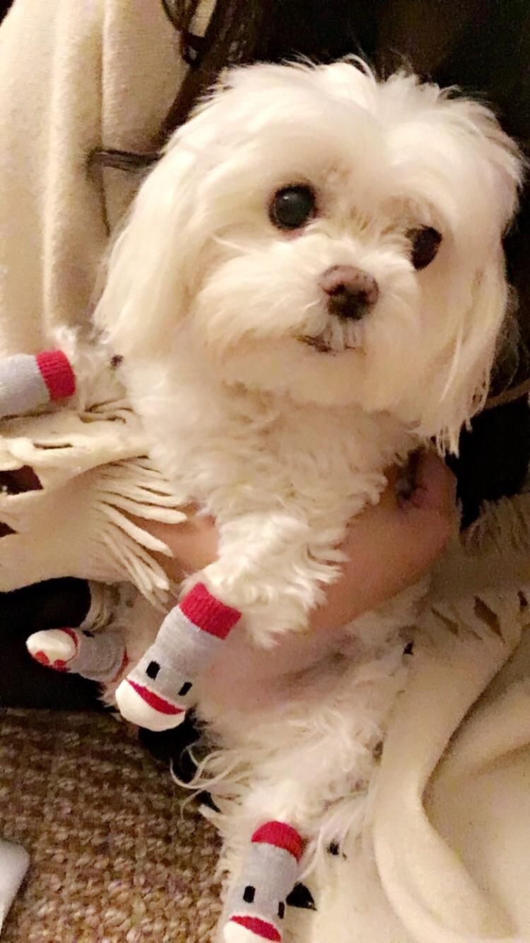 We got my dog socks so he can keep warm and run around the apartment