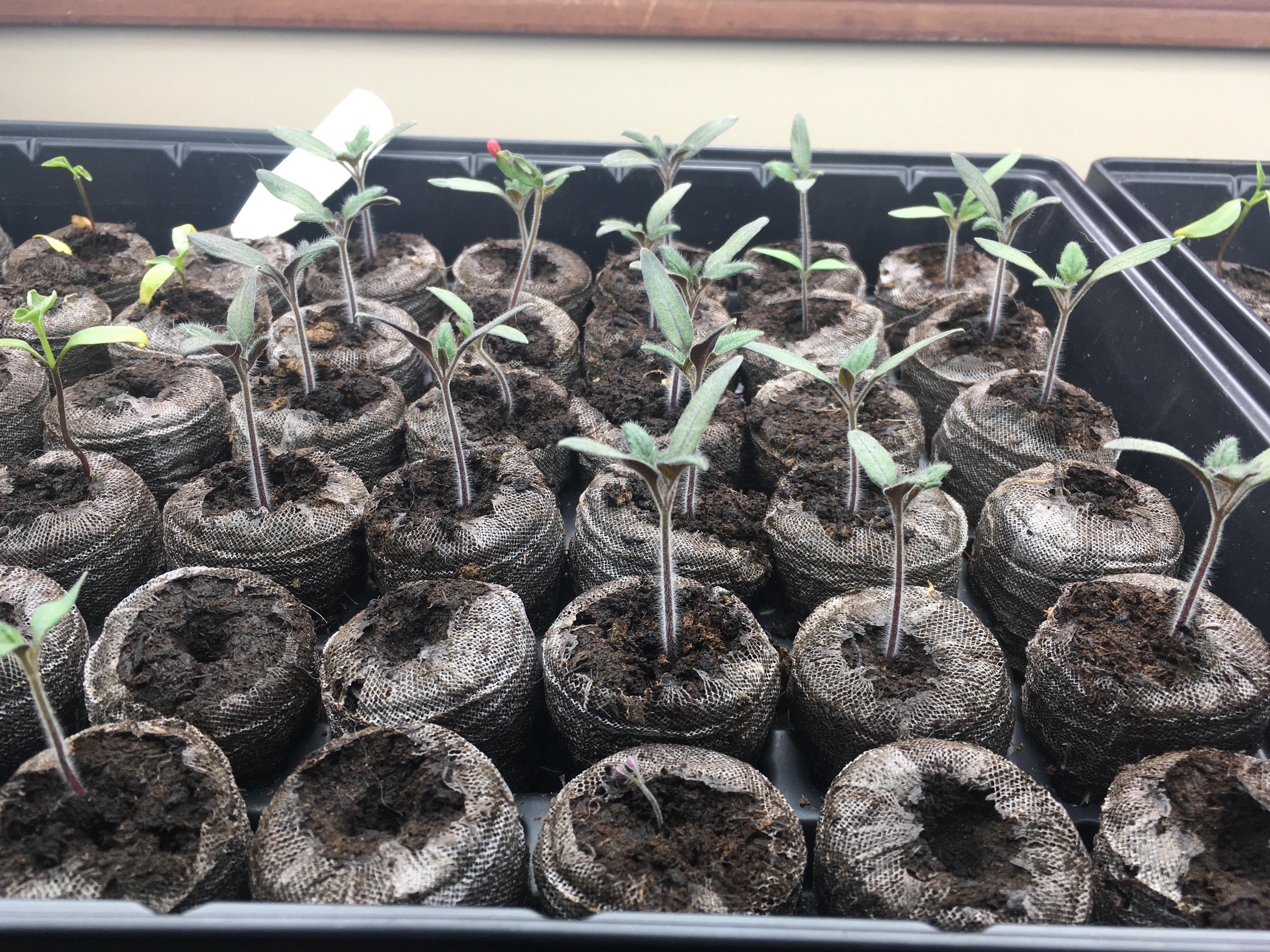 Will roots grow through these pods or do I need to separate these when